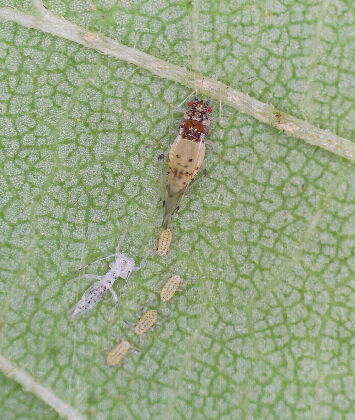 Spotted Elm Aphid (Asexual adult giving live birth) - Tinocallis saltans *In this photo, you can see the adults exuvia to the left. <br />
<br />
I collected a nymph on 5/19/25, along with some elm leaves, to rear to adulthood. It reached adulthood on 5/25/25 and gave birth to 5 nymphs on 5/27/25. <br />
<br />
Host: Ulmus sp.<br />
<br />
There wasn&#039;t much visible action, but here are a couple videos of the process:<br />
<br />
<section class="video"><iframe width="448" height="282" src="https://www.youtube-nocookie.com/embed/iadjpns94xU?hd=1&autoplay=0&rel=0" frameborder="0" allowfullscreen></iframe></section><br />
<br />
<section class="video"><iframe width="448" height="282" src="https://www.youtube-nocookie.com/embed/F-LMutqIr90?hd=1&autoplay=0&rel=0" frameborder="0" allowfullscreen></iframe></section><br />
<br />
<figure class="photo"><a href="https://www.jungledragon.com/image/169213/spotted_elm_aphid_nymph_-_tinocallis_saltans.html" title="Spotted Elm Aphid (Nymph) - Tinocallis saltans"><img src="https://s3.amazonaws.com/media.jungledragon.com/images/3232/169213_thumb.jpg?AWSAccessKeyId=05GMT0V3GWVNE7GGM1R2&Expires=1759968010&Signature=FrggFt5qkOvXtUyq8h%2BRp%2Fatapc%3D" width="200" height="146" alt="Spotted Elm Aphid (Nymph) - Tinocallis saltans I collected a nymph on 5/19/25, along with some elm leaves, to rear to adulthood. It reached adulthood on 5/25/25 and gave birth to 5 nymphs on 5/27/25.<br />
<br />
Host: Ulmus sp.<br />
<br />
There wasn&#039;t much visible action, but here are a couple videos of the process:<br />
<br />
https://youtu.be/iadjpns94xU<br />
<br />
https://youtu.be/F-LMutqIr90<br />
<br />
https://www.jungledragon.com/image/169213/spotted_elm_aphid_nymph_-_tinocallis_saltans.html<br />
https://www.jungledragon.com/image/169211/spotted_elm_aphid_asexual_adult_giving_live_birth_-_tinocallis_saltans.html<br />
https://www.jungledragon.com/image/169212/spotted_elm_aphid_asexual_adult_giving_live_birth_-_tinocallis_saltans.html Geotagged,Parthenogenesis,Spotted elm aphid,Tinocallis,Tinocallis saltans,United States,aphid,aphid nymph,nymph" /></a></figure><br />
<figure class="photo"><a href="https://www.jungledragon.com/image/169211/spotted_elm_aphid_asexual_adult_giving_live_birth_-_tinocallis_saltans.html" title="Spotted Elm Aphid (Asexual adult giving live birth) - Tinocallis saltans"><img src="https://s3.amazonaws.com/media.jungledragon.com/images/3232/169211_thumb.jpg?AWSAccessKeyId=05GMT0V3GWVNE7GGM1R2&Expires=1759968010&Signature=wkM2gsXaLYow7yuE%2Bymgk1nk9Tc%3D" width="200" height="170" alt="Spotted Elm Aphid (Asexual adult giving live birth) - Tinocallis saltans I collected a nymph on 5/19/25, along with some elm leaves, to rear to adulthood. It reached adulthood on 5/25/25 and gave birth to 5 nymphs on 5/27/25. <br />
<br />
Host: Ulmus sp.<br />
<br />
There wasn&#039;t much visible action, but here are a couple videos of the process:<br />
<br />
https://youtu.be/iadjpns94xU<br />
<br />
https://youtu.be/F-LMutqIr90<br />
<br />
https://www.jungledragon.com/image/169213/spotted_elm_aphid_nymph_-_tinocallis_saltans.html<br />
https://www.jungledragon.com/image/169211/spotted_elm_aphid_asexual_adult_giving_live_birth_-_tinocallis_saltans.html<br />
https://www.jungledragon.com/image/169212/spotted_elm_aphid_asexual_adult_giving_live_birth_-_tinocallis_saltans.html Geotagged,Parthenogenesis,Spotted elm aphid,Tinocallis saltans,United States,aphid,live birth" /></a></figure><br />
<figure class="photo"><a href="https://www.jungledragon.com/image/169212/spotted_elm_aphid_asexual_adult_giving_live_birth_-_tinocallis_saltans.html" title="Spotted Elm Aphid (Asexual adult giving live birth) - Tinocallis saltans"><img src="https://s3.amazonaws.com/media.jungledragon.com/images/3232/169212_thumb.jpg?AWSAccessKeyId=05GMT0V3GWVNE7GGM1R2&Expires=1759968010&Signature=Wj%2BqoUGNIVoY%2Bvq54iX%2FNZDrYxw%3D" width="130" height="152" alt="Spotted Elm Aphid (Asexual adult giving live birth) - Tinocallis saltans *In this photo, you can see the adults exuvia to the left. <br />
<br />
I collected a nymph on 5/19/25, along with some elm leaves, to rear to adulthood. It reached adulthood on 5/25/25 and gave birth to 5 nymphs on 5/27/25. <br />
<br />
Host: Ulmus sp.<br />
<br />
There wasn&#039;t much visible action, but here are a couple videos of the process:<br />
<br />
https://youtu.be/iadjpns94xU<br />
<br />
https://youtu.be/F-LMutqIr90<br />
<br />
https://www.jungledragon.com/image/169213/spotted_elm_aphid_nymph_-_tinocallis_saltans.html<br />
https://www.jungledragon.com/image/169211/spotted_elm_aphid_asexual_adult_giving_live_birth_-_tinocallis_saltans.html<br />
https://www.jungledragon.com/image/169212/spotted_elm_aphid_asexual_adult_giving_live_birth_-_tinocallis_saltans.html Geotagged,Spotted elm aphid,Tinocallis saltans,United States" /></a></figure> Geotagged,Spotted elm aphid,Tinocallis saltans,United States