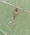 Spotted Elm Aphid (Asexual adult giving live birth) - Tinocallis saltans *In this photo, you can see the adults exuvia to the left. <br />
<br />
I collected a nymph on 5/19/25, along with some elm leaves, to rear to adulthood. It reached adulthood on 5/25/25 and gave birth to 5 nymphs on 5/27/25. <br />
<br />
Host: Ulmus sp.<br />
<br />
There wasn't much visible action, but here are a couple videos of the process:<br />
<br />
https://youtu.be/iadjpns94xU<br />
<br />
https://youtu.be/F-LMutqIr90<br />
<br />
https://www.jungledragon.com/image/169213/spotted_elm_aphid_nymph_-_tinocallis_saltans.html<br />
https://www.jungledragon.com/image/169211/spotted_elm_aphid_asexual_adult_giving_live_birth_-_tinocallis_saltans.html<br />
https://www.jungledragon.com/image/169212/spotted_elm_aphid_asexual_adult_giving_live_birth_-_tinocallis_saltans.html Geotagged,Spotted elm aphid,Tinocallis saltans,United States