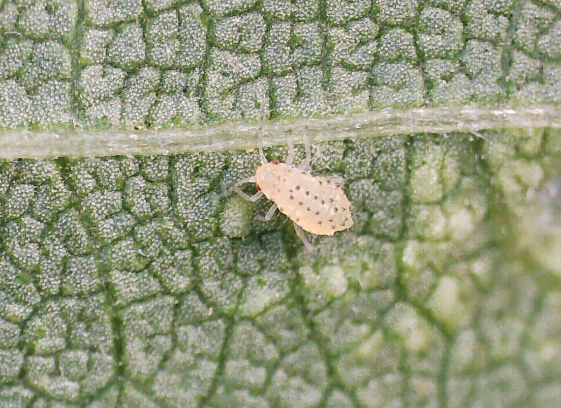Spotted Elm Aphid (Nymph) - Tinocallis saltans I collected a nymph on 5/19/25, along with some elm leaves, to rear to adulthood. It reached adulthood on 5/25/25 and gave birth to 5 nymphs on 5/27/25.<br />
<br />
Host: Ulmus sp.<br />
<br />
There wasn&#039;t much visible action, but here are a couple videos of the process:<br />
<br />
<section class="video"><iframe width="448" height="282" src="https://www.youtube-nocookie.com/embed/iadjpns94xU?hd=1&autoplay=0&rel=0" frameborder="0" allowfullscreen></iframe></section><br />
<br />
<section class="video"><iframe width="448" height="282" src="https://www.youtube-nocookie.com/embed/F-LMutqIr90?hd=1&autoplay=0&rel=0" frameborder="0" allowfullscreen></iframe></section><br />
<br />
<figure class="photo"><a href="https://www.jungledragon.com/image/169213/spotted_elm_aphid_nymph_-_tinocallis_saltans.html" title="Spotted Elm Aphid (Nymph) - Tinocallis saltans"><img src="https://s3.amazonaws.com/media.jungledragon.com/images/3232/169213_thumb.jpg?AWSAccessKeyId=05GMT0V3GWVNE7GGM1R2&Expires=1767225610&Signature=OFnZuEk5ouzIA3AnINWZTtRoJxE%3D" width="200" height="146" alt="Spotted Elm Aphid (Nymph) - Tinocallis saltans I collected a nymph on 5/19/25, along with some elm leaves, to rear to adulthood. It reached adulthood on 5/25/25 and gave birth to 5 nymphs on 5/27/25.<br />
<br />
Host: Ulmus sp.<br />
<br />
There wasn&#039;t much visible action, but here are a couple videos of the process:<br />
<br />
https://youtu.be/iadjpns94xU<br />
<br />
https://youtu.be/F-LMutqIr90<br />
<br />
https://www.jungledragon.com/image/169213/spotted_elm_aphid_nymph_-_tinocallis_saltans.html<br />
https://www.jungledragon.com/image/169211/spotted_elm_aphid_asexual_adult_giving_live_birth_-_tinocallis_saltans.html<br />
https://www.jungledragon.com/image/169212/spotted_elm_aphid_asexual_adult_giving_live_birth_-_tinocallis_saltans.html Geotagged,Parthenogenesis,Spotted elm aphid,Tinocallis,Tinocallis saltans,United States,aphid,aphid nymph,nymph" /></a></figure><br />
<figure class="photo"><a href="https://www.jungledragon.com/image/169211/spotted_elm_aphid_asexual_adult_giving_live_birth_-_tinocallis_saltans.html" title="Spotted Elm Aphid (Asexual adult giving live birth) - Tinocallis saltans"><img src="https://s3.amazonaws.com/media.jungledragon.com/images/3232/169211_thumb.jpg?AWSAccessKeyId=05GMT0V3GWVNE7GGM1R2&Expires=1767225610&Signature=nGBzJprkWaTJx1jzMYGDDSARZL8%3D" width="200" height="170" alt="Spotted Elm Aphid (Asexual adult giving live birth) - Tinocallis saltans I collected a nymph on 5/19/25, along with some elm leaves, to rear to adulthood. It reached adulthood on 5/25/25 and gave birth to 5 nymphs on 5/27/25. <br />
<br />
Host: Ulmus sp.<br />
<br />
There wasn&#039;t much visible action, but here are a couple videos of the process:<br />
<br />
https://youtu.be/iadjpns94xU<br />
<br />
https://youtu.be/F-LMutqIr90<br />
<br />
https://www.jungledragon.com/image/169213/spotted_elm_aphid_nymph_-_tinocallis_saltans.html<br />
https://www.jungledragon.com/image/169211/spotted_elm_aphid_asexual_adult_giving_live_birth_-_tinocallis_saltans.html<br />
https://www.jungledragon.com/image/169212/spotted_elm_aphid_asexual_adult_giving_live_birth_-_tinocallis_saltans.html Geotagged,Parthenogenesis,Spotted elm aphid,Tinocallis saltans,United States,aphid,live birth" /></a></figure><br />
<figure class="photo"><a href="https://www.jungledragon.com/image/169212/spotted_elm_aphid_asexual_adult_giving_live_birth_-_tinocallis_saltans.html" title="Spotted Elm Aphid (Asexual adult giving live birth) - Tinocallis saltans"><img src="https://s3.amazonaws.com/media.jungledragon.com/images/3232/169212_thumb.jpg?AWSAccessKeyId=05GMT0V3GWVNE7GGM1R2&Expires=1767225610&Signature=j5u7g4nX1jRhmbGBVkQksyhCA6E%3D" width="130" height="152" alt="Spotted Elm Aphid (Asexual adult giving live birth) - Tinocallis saltans *In this photo, you can see the adults exuvia to the left. <br />
<br />
I collected a nymph on 5/19/25, along with some elm leaves, to rear to adulthood. It reached adulthood on 5/25/25 and gave birth to 5 nymphs on 5/27/25. <br />
<br />
Host: Ulmus sp.<br />
<br />
There wasn&#039;t much visible action, but here are a couple videos of the process:<br />
<br />
https://youtu.be/iadjpns94xU<br />
<br />
https://youtu.be/F-LMutqIr90<br />
<br />
https://www.jungledragon.com/image/169213/spotted_elm_aphid_nymph_-_tinocallis_saltans.html<br />
https://www.jungledragon.com/image/169211/spotted_elm_aphid_asexual_adult_giving_live_birth_-_tinocallis_saltans.html<br />
https://www.jungledragon.com/image/169212/spotted_elm_aphid_asexual_adult_giving_live_birth_-_tinocallis_saltans.html Geotagged,Spotted elm aphid,Tinocallis saltans,United States" /></a></figure> Geotagged,Parthenogenesis,Spotted elm aphid,Tinocallis,Tinocallis saltans,United States,aphid,aphid nymph,nymph