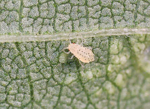 Spotted Elm Aphid (Nymph) - Tinocallis saltans I collected a nymph on 5/19/25, along with some elm leaves, to rear to adulthood. It reached adulthood on 5/25/25 and gave birth to 5 nymphs on 5/27/25.

Host: Ulmus sp.

There wasn't much visible action, but here are a couple videos of the process:

https://youtu.be/iadjpns94xU

https://youtu.be/F-LMutqIr90

https://www.jungledragon.com/image/169213/spotted_elm_aphid_nymph_-_tinocallis_saltans.html
https://www.jungledragon.com/image/169211/spotted_elm_aphid_asexual_adult_giving_live_birth_-_tinocallis_saltans.html
https://www.jungledragon.com/image/169212/spotted_elm_aphid_asexual_adult_giving_live_birth_-_tinocallis_saltans.html Geotagged,Parthenogenesis,Spotted elm aphid,Tinocallis,Tinocallis saltans,United States,aphid,aphid nymph,nymph