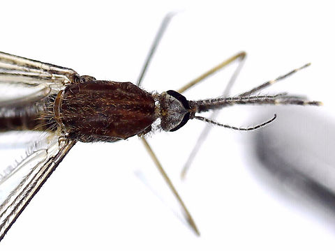 Anopheles walkeri She made the mistake of trying to bite me while I was watching my kids' baseball game. Good thing that I always carry a vial on me. All photos, except the full body pic were taken with microscopy.

Diagnostic features: Palps with pale rings, dark abdomen, dark frontal tuft, pale halteres, and dark wings with dark spots.

Habitat: Rogers Park (Baseball field); at night
https://www.jungledragon.com/image/169311/anopheles_walkeri.html
https://www.jungledragon.com/image/169308/anopheles_walkeri.html
https://www.jungledragon.com/image/169310/anopheles_walkeri.html
https://www.jungledragon.com/image/169309/anopheles_walkeri.html Anopheles walkeri,Geotagged,United States,anopheles walkeri
