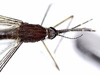 Anopheles walkeri She made the mistake of trying to bite me while I was watching my kids' baseball game. Good thing that I always carry a vial on me. All photos, except the full body pic were taken with microscopy.<br />
<br />
Diagnostic features: Palps with pale rings, dark abdomen, dark frontal tuft, pale halteres, and dark wings with dark spots.<br />
<br />
Habitat: Rogers Park (Baseball field); at night<br />
https://www.jungledragon.com/image/169311/anopheles_walkeri.html<br />
https://www.jungledragon.com/image/169308/anopheles_walkeri.html<br />
https://www.jungledragon.com/image/169310/anopheles_walkeri.html<br />
https://www.jungledragon.com/image/169309/anopheles_walkeri.html Anopheles walkeri,Geotagged,United States,anopheles walkeri