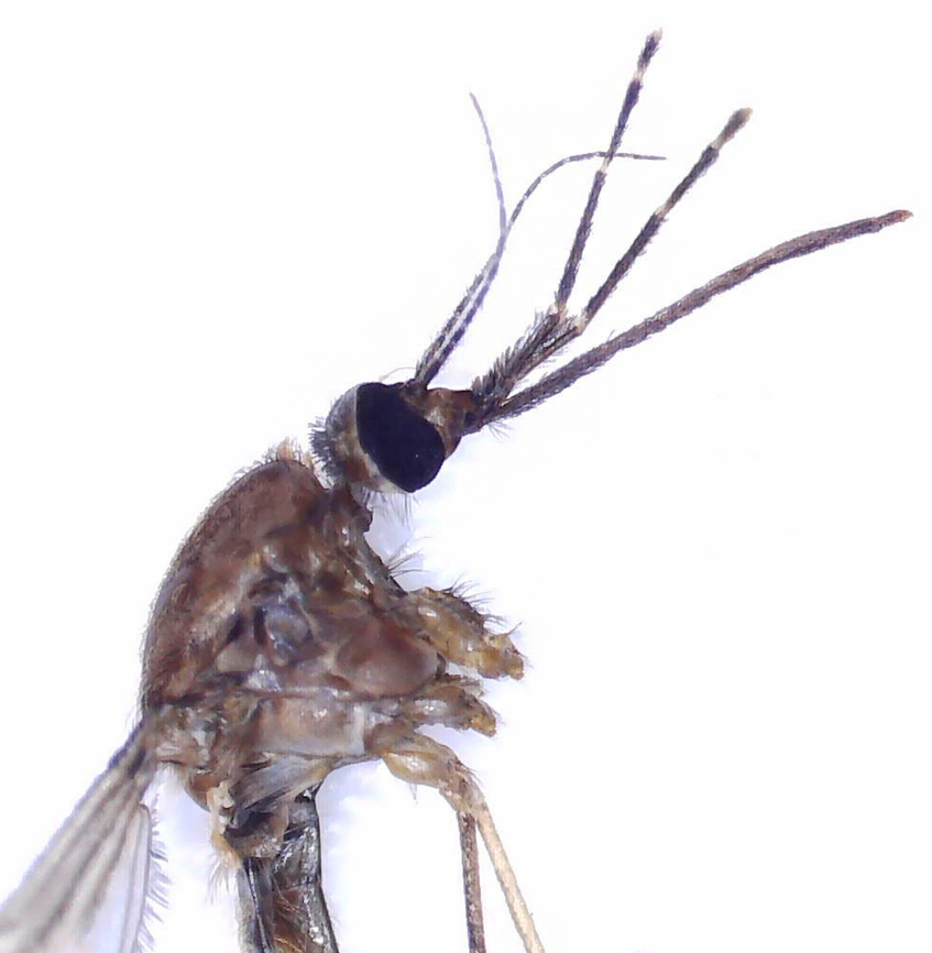 Anopheles walkeri She made the mistake of trying to bite me while I was watching my kids&#039; baseball game. Good thing that I always carry a vial on me. All photos, except the full body pic were taken with microscopy.<br />
<br />
Diagnostic features: Palps with pale rings, dark abdomen, dark frontal tuft, pale halteres, and dark wings with dark spots.<br />
<br />
Habitat: Rogers Park (Baseball field); at night<br />
<figure class="photo"><a href="https://www.jungledragon.com/image/169311/anopheles_walkeri.html" title="Anopheles walkeri"><img src="https://s3.amazonaws.com/media.jungledragon.com/images/3232/169311_thumb.jpg?AWSAccessKeyId=05GMT0V3GWVNE7GGM1R2&Expires=1759968010&Signature=bgeOduopDau8DvE94LBEUR8K2mE%3D" width="200" height="162" alt="Anopheles walkeri She made the mistake of trying to bite me while I was watching my kids&#039; baseball game. Good thing that I always carry a vial on me. All photos, except the full body pic were taken with microscopy.<br />
<br />
Diagnostic features: Palps with pale rings, dark abdomen, dark frontal tuft, pale halteres, and dark wings with dark spots. <br />
<br />
Habitat: Rogers Park (Baseball field); at night<br />
https://www.jungledragon.com/image/169311/anopheles_walkeri.html<br />
https://www.jungledragon.com/image/169308/anopheles_walkeri.html<br />
https://www.jungledragon.com/image/169310/anopheles_walkeri.html<br />
https://www.jungledragon.com/image/169309/anopheles_walkeri.html Anopheles,Anopheles walkeri,Geotagged,Spring,United States,mosquito" /></a></figure><br />
<figure class="photo"><a href="https://www.jungledragon.com/image/169308/anopheles_walkeri.html" title="Anopheles walkeri"><img src="https://s3.amazonaws.com/media.jungledragon.com/images/3232/169308_thumb.jpg?AWSAccessKeyId=05GMT0V3GWVNE7GGM1R2&Expires=1759968010&Signature=jfDQCF7GU4nWa1D1iX2vRfsBZG8%3D" width="200" height="152" alt="Anopheles walkeri She made the mistake of trying to bite me while I was watching my kids&#039; baseball game. Good thing that I always carry a vial on me. All photos, except the full body pic were taken with microscopy.<br />
<br />
Diagnostic features: Palps with pale rings, dark abdomen, dark frontal tuft, pale halteres, and dark wings with dark spots.<br />
<br />
Habitat: Rogers Park (Baseball field); at night<br />
https://www.jungledragon.com/image/169311/anopheles_walkeri.html<br />
https://www.jungledragon.com/image/169308/anopheles_walkeri.html<br />
https://www.jungledragon.com/image/169310/anopheles_walkeri.html<br />
https://www.jungledragon.com/image/169309/anopheles_walkeri.html Anopheles walkeri,Geotagged,United States,anopheles walkeri" /></a></figure><br />
<figure class="photo"><a href="https://www.jungledragon.com/image/169310/anopheles_walkeri.html" title="Anopheles walkeri"><img src="https://s3.amazonaws.com/media.jungledragon.com/images/3232/169310_thumb.jpg?AWSAccessKeyId=05GMT0V3GWVNE7GGM1R2&Expires=1759968010&Signature=ceVw0xMVgd%2Bem5RgWWaasPcvbKg%3D" width="200" height="134" alt="Anopheles walkeri She made the mistake of trying to bite me while I was watching my kids&#039; baseball game. Good thing that I always carry a vial on me. All photos, except the full body pic were taken with microscopy.<br />
<br />
Diagnostic features: Palps with pale rings, dark abdomen, dark frontal tuft, pale halteres, and dark wings with dark spots.<br />
<br />
Habitat: Rogers Park (Baseball field); at night<br />
https://www.jungledragon.com/image/169311/anopheles_walkeri.html<br />
https://www.jungledragon.com/image/169308/anopheles_walkeri.html<br />
https://www.jungledragon.com/image/169310/anopheles_walkeri.html<br />
https://www.jungledragon.com/image/169309/anopheles_walkeri.html Anopheles walkeri,Geotagged,United States,anopheles walkeri" /></a></figure><br />
<figure class="photo"><a href="https://www.jungledragon.com/image/169309/anopheles_walkeri.html" title="Anopheles walkeri"><img src="https://s3.amazonaws.com/media.jungledragon.com/images/3232/169309_thumb.jpg?AWSAccessKeyId=05GMT0V3GWVNE7GGM1R2&Expires=1759968010&Signature=7pa4iTAoPId8xvpHET70eUr4wq4%3D" width="150" height="152" alt="Anopheles walkeri She made the mistake of trying to bite me while I was watching my kids&#039; baseball game. Good thing that I always carry a vial on me. All photos, except the full body pic were taken with microscopy.<br />
<br />
Diagnostic features: Palps with pale rings, dark abdomen, dark frontal tuft, pale halteres, and dark wings with dark spots.<br />
<br />
Habitat: Rogers Park (Baseball field); at night<br />
https://www.jungledragon.com/image/169311/anopheles_walkeri.html<br />
https://www.jungledragon.com/image/169308/anopheles_walkeri.html<br />
https://www.jungledragon.com/image/169310/anopheles_walkeri.html<br />
https://www.jungledragon.com/image/169309/anopheles_walkeri.html Anopheles walkeri,Geotagged,United States,anopheles walkeri" /></a></figure> Anopheles walkeri,Geotagged,United States,anopheles walkeri