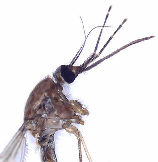 Anopheles walkeri She made the mistake of trying to bite me while I was watching my kids' baseball game. Good thing that I always carry a vial on me. All photos, except the full body pic were taken with microscopy.

Diagnostic features: Palps with pale rings, dark abdomen, dark frontal tuft, pale halteres, and dark wings with dark spots.

Habitat: Rogers Park (Baseball field); at night
https://www.jungledragon.com/image/169311/anopheles_walkeri.html
https://www.jungledragon.com/image/169308/anopheles_walkeri.html
https://www.jungledragon.com/image/169310/anopheles_walkeri.html
https://www.jungledragon.com/image/169309/anopheles_walkeri.html Anopheles walkeri,Geotagged,United States,anopheles walkeri