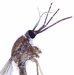 Anopheles walkeri She made the mistake of trying to bite me while I was watching my kids' baseball game. Good thing that I always carry a vial on me. All photos, except the full body pic were taken with microscopy.<br />
<br />
Diagnostic features: Palps with pale rings, dark abdomen, dark frontal tuft, pale halteres, and dark wings with dark spots.<br />
<br />
Habitat: Rogers Park (Baseball field); at night<br />
https://www.jungledragon.com/image/169311/anopheles_walkeri.html<br />
https://www.jungledragon.com/image/169308/anopheles_walkeri.html<br />
https://www.jungledragon.com/image/169310/anopheles_walkeri.html<br />
https://www.jungledragon.com/image/169309/anopheles_walkeri.html Anopheles walkeri,Geotagged,United States,anopheles walkeri