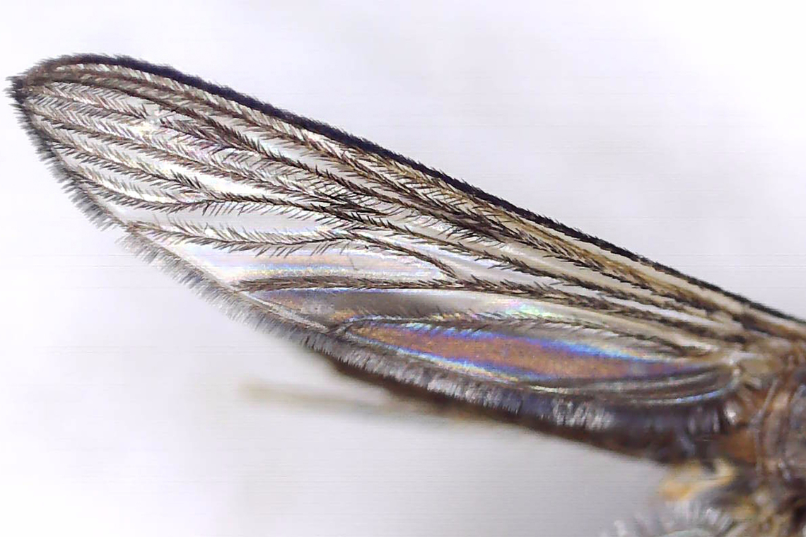 Anopheles walkeri She made the mistake of trying to bite me while I was watching my kids' baseball game. Good thing that I always carry a vial on me. All photos, except the full body pic were taken with microscopy.<br />
<br />
Diagnostic features: Palps with pale rings, dark abdomen, dark frontal tuft, pale halteres, and dark wings with dark spots.<br />
<br />
Habitat: Rogers Park (Baseball field); at night<br />
<figure class="photo"><a href="https://www.jungledragon.com/image/169311/anopheles_walkeri.html" title="Anopheles walkeri"><img src="https://s3.amazonaws.com/media.jungledragon.com/images/3232/169311_thumb.jpg?AWSAccessKeyId=05GMT0V3GWVNE7GGM1R2&Expires=1759968010&Signature=bgeOduopDau8DvE94LBEUR8K2mE%3D" width="200" height="162" alt="Anopheles walkeri She made the mistake of trying to bite me while I was watching my kids' baseball game. Good thing that I always carry a vial on me. All photos, except the full body pic were taken with microscopy.<br />
<br />
Diagnostic features: Palps with pale rings, dark abdomen, dark frontal tuft, pale halteres, and dark wings with dark spots. <br />
<br />
Habitat: Rogers Park (Baseball field); at night<br />
https://www.jungledragon.com/image/169311/anopheles_walkeri.html<br />
https://www.jungledragon.com/image/169308/anopheles_walkeri.html<br />
https://www.jungledragon.com/image/169310/anopheles_walkeri.html<br />
https://www.jungledragon.com/image/169309/anopheles_walkeri.html Anopheles,Anopheles walkeri,Geotagged,Spring,United States,mosquito" /></a></figure><br />
<figure class="photo"><a href="https://www.jungledragon.com/image/169308/anopheles_walkeri.html" title="Anopheles walkeri"><img src="https://s3.amazonaws.com/media.jungledragon.com/images/3232/169308_thumb.jpg?AWSAccessKeyId=05GMT0V3GWVNE7GGM1R2&Expires=1759968010&Signature=jfDQCF7GU4nWa1D1iX2vRfsBZG8%3D" width="200" height="152" alt="Anopheles walkeri She made the mistake of trying to bite me while I was watching my kids' baseball game. Good thing that I always carry a vial on me. All photos, except the full body pic were taken with microscopy.<br />
<br />
Diagnostic features: Palps with pale rings, dark abdomen, dark frontal tuft, pale halteres, and dark wings with dark spots.<br />
<br />
Habitat: Rogers Park (Baseball field); at night<br />
https://www.jungledragon.com/image/169311/anopheles_walkeri.html<br />
https://www.jungledragon.com/image/169308/anopheles_walkeri.html<br />
https://www.jungledragon.com/image/169310/anopheles_walkeri.html<br />
https://www.jungledragon.com/image/169309/anopheles_walkeri.html Anopheles walkeri,Geotagged,United States,anopheles walkeri" /></a></figure><br />
<figure class="photo"><a href="https://www.jungledragon.com/image/169310/anopheles_walkeri.html" title="Anopheles walkeri"><img src="https://s3.amazonaws.com/media.jungledragon.com/images/3232/169310_thumb.jpg?AWSAccessKeyId=05GMT0V3GWVNE7GGM1R2&Expires=1759968010&Signature=ceVw0xMVgd%2Bem5RgWWaasPcvbKg%3D" width="200" height="134" alt="Anopheles walkeri She made the mistake of trying to bite me while I was watching my kids' baseball game. Good thing that I always carry a vial on me. All photos, except the full body pic were taken with microscopy.<br />
<br />
Diagnostic features: Palps with pale rings, dark abdomen, dark frontal tuft, pale halteres, and dark wings with dark spots.<br />
<br />
Habitat: Rogers Park (Baseball field); at night<br />
https://www.jungledragon.com/image/169311/anopheles_walkeri.html<br />
https://www.jungledragon.com/image/169308/anopheles_walkeri.html<br />
https://www.jungledragon.com/image/169310/anopheles_walkeri.html<br />
https://www.jungledragon.com/image/169309/anopheles_walkeri.html Anopheles walkeri,Geotagged,United States,anopheles walkeri" /></a></figure><br />
<figure class="photo"><a href="https://www.jungledragon.com/image/169309/anopheles_walkeri.html" title="Anopheles walkeri"><img src="https://s3.amazonaws.com/media.jungledragon.com/images/3232/169309_thumb.jpg?AWSAccessKeyId=05GMT0V3GWVNE7GGM1R2&Expires=1759968010&Signature=7pa4iTAoPId8xvpHET70eUr4wq4%3D" width="150" height="152" alt="Anopheles walkeri She made the mistake of trying to bite me while I was watching my kids' baseball game. Good thing that I always carry a vial on me. All photos, except the full body pic were taken with microscopy.<br />
<br />
Diagnostic features: Palps with pale rings, dark abdomen, dark frontal tuft, pale halteres, and dark wings with dark spots.<br />
<br />
Habitat: Rogers Park (Baseball field); at night<br />
https://www.jungledragon.com/image/169311/anopheles_walkeri.html<br />
https://www.jungledragon.com/image/169308/anopheles_walkeri.html<br />
https://www.jungledragon.com/image/169310/anopheles_walkeri.html<br />
https://www.jungledragon.com/image/169309/anopheles_walkeri.html Anopheles walkeri,Geotagged,United States,anopheles walkeri" /></a></figure> Anopheles walkeri,Geotagged,United States,anopheles walkeri