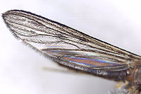 Anopheles walkeri She made the mistake of trying to bite me while I was watching my kids' baseball game. Good thing that I always carry a vial on me. All photos, except the full body pic were taken with microscopy.<br />
<br />
Diagnostic features: Palps with pale rings, dark abdomen, dark frontal tuft, pale halteres, and dark wings with dark spots.<br />
<br />
Habitat: Rogers Park (Baseball field); at night<br />
https://www.jungledragon.com/image/169311/anopheles_walkeri.html<br />
https://www.jungledragon.com/image/169308/anopheles_walkeri.html<br />
https://www.jungledragon.com/image/169310/anopheles_walkeri.html<br />
https://www.jungledragon.com/image/169309/anopheles_walkeri.html Anopheles walkeri,Geotagged,United States,anopheles walkeri