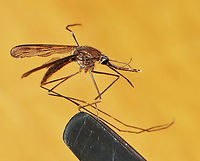Anopheles walkeri She made the mistake of trying to bite me while I was watching my kids' baseball game. Good thing that I always carry a vial on me. All photos, except the full body pic were taken with microscopy.<br />
<br />
Diagnostic features: Palps with pale rings, dark abdomen, dark frontal tuft, pale halteres, and dark wings with dark spots. <br />
<br />
Habitat: Rogers Park (Baseball field); at night<br />
https://www.jungledragon.com/image/169311/anopheles_walkeri.html<br />
https://www.jungledragon.com/image/169308/anopheles_walkeri.html<br />
https://www.jungledragon.com/image/169310/anopheles_walkeri.html<br />
https://www.jungledragon.com/image/169309/anopheles_walkeri.html Anopheles,Anopheles walkeri,Geotagged,Spring,United States,mosquito