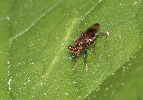 Short-horned ankle-headed fly - Sphyracephala brevicornis Habitat: Shrub swamp Geotagged,Short-horned ankle-headed fly,Sphyracephala,Sphyracephala brevicornis,Spring,United States