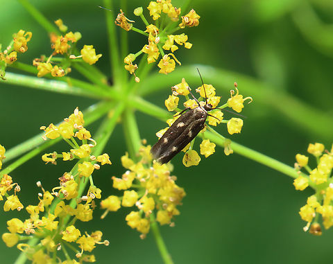 Flower Moth - Landryia impositella Habitat: Pondside in a swampy, mixed forest Geotagged,Landryia,Landryia impositella,Scythrididae,Spring,United States,flower moth,moth