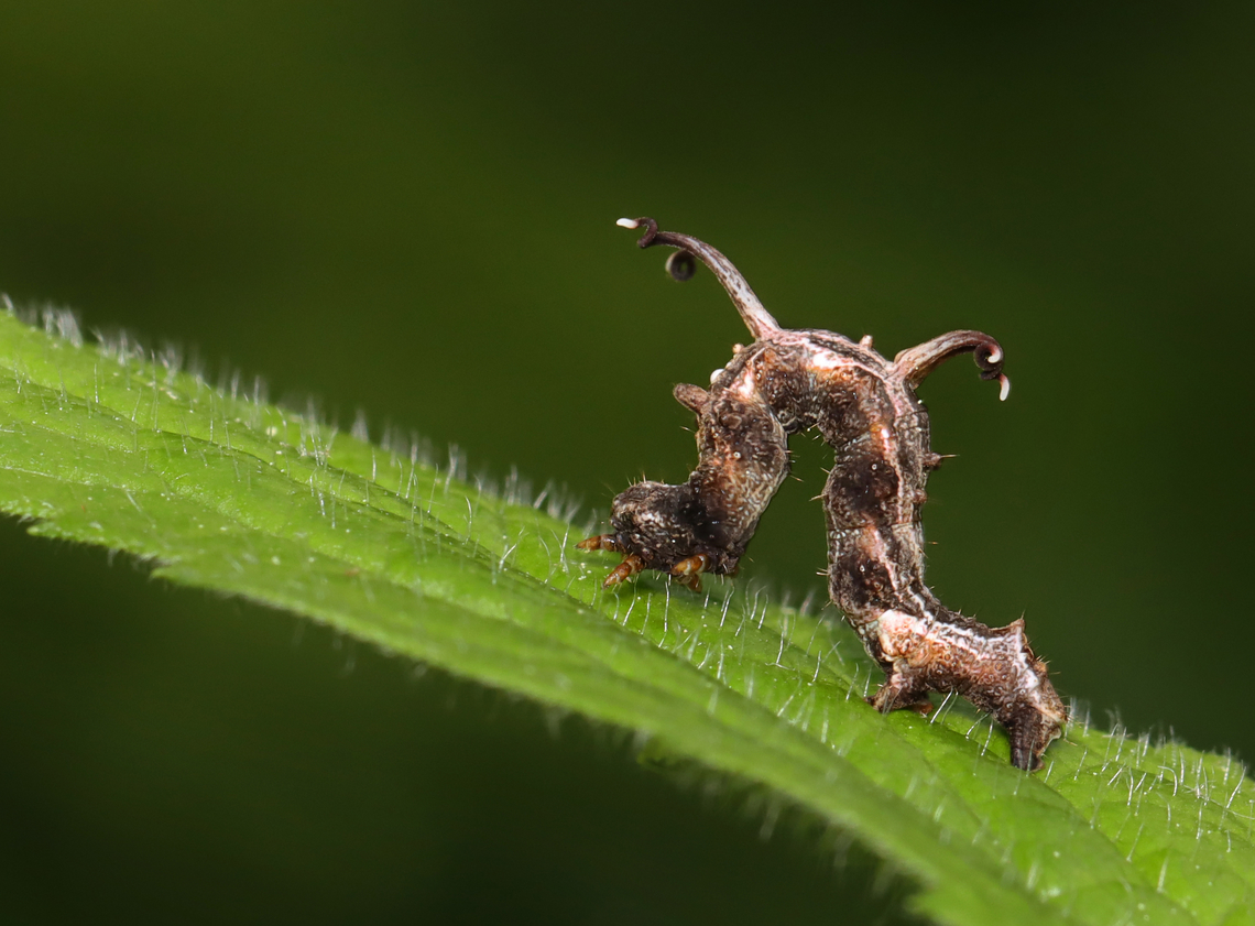 Horned spanworm - Nematocampa resistaria Host: Solidago<br />
<br />
<br />
Video (a bit shaky and with me whining bc I was being inundated by mosquitoes): <br />
<a href="https://youtube.com/shorts/fxQRzZMjre8?si=7Pz0azSCH8G0iBQs" rel="nofollow">https://youtube.com/shorts/fxQRzZMjre8?si=7Pz0azSCH8G0iBQs</a> Geotagged,Horned spanworm moth,Nematocampa,Nematocampa resistaria,Spring,United States,caterpillar,larva