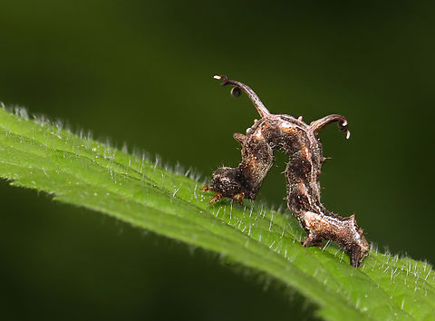 Horned spanworm - Nematocampa resistaria Host: Solidago


Video (a bit shaky and with me whining bc I was being inundated by mosquitoes): 
https://youtube.com/shorts/fxQRzZMjre8?si=7Pz0azSCH8G0iBQs Geotagged,Horned spanworm moth,Nematocampa,Nematocampa resistaria,Spring,United States,caterpillar,larva