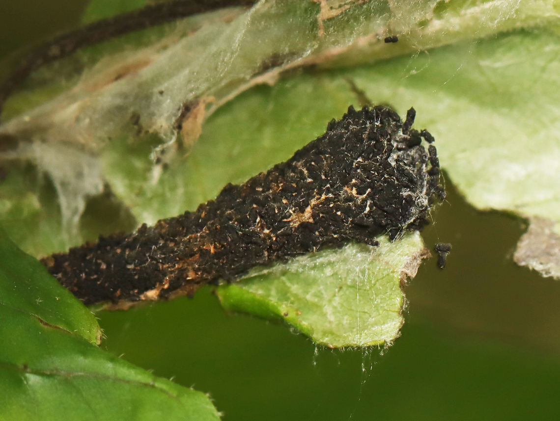 Pecan Leaf Casebearer - Acrobasis juglandis I wish I had gotten a better photo because this case was incredible -- constructed of an inner part that reminded me of an ice cream cone. Then, on the outside, it was covered in tiny, black bits.<br />
<br />
Host: Carya Acrobasis,Acrobasis juglandis,Geotagged,Pecan Leaf Casebearer,Spring,United States,case,casebearer