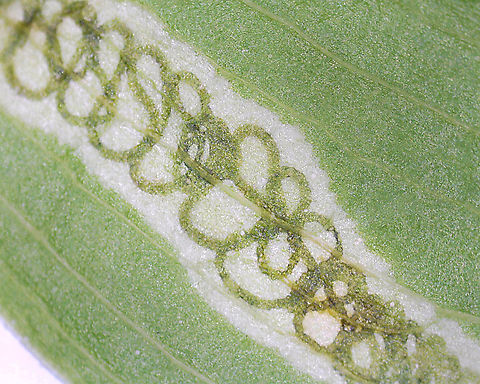 Leaf Mine - Liriomyza smilacinae The mine had varying frass patterns with a really beautiful, squiggly pattern at one end.

Host: Maianthemum canadense
https://www.jungledragon.com/image/169338/leaf_mine_-_liriomyza_smilacinae.html Geotagged,Liriomyza smilacinae,United States