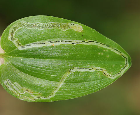 Leaf Mine - Liriomyza smilacinae The mine had varying frass patterns with a really beautiful, squiggly pattern at one end.

Host: Maianthemum canadense
https://www.jungledragon.com/image/169337/leaf_mine_-_liriomyza_smilacinae.html Agromyzidae,Geotagged,Liriomyza,Liriomyza smilacinae,Spring,United States,leafmine,leafminer