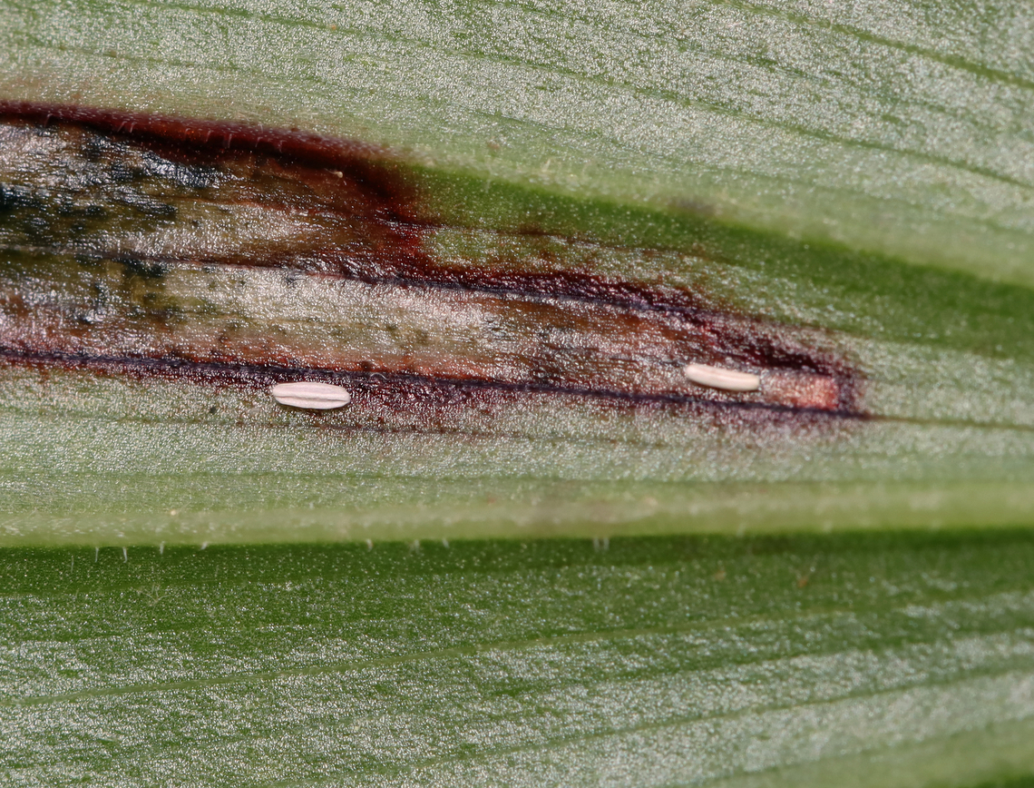 Dung Fly Leaf Mine (Eggs) - Synchysa tricincta Blotch-like mine with 2 white eggs with wing-like projections on the underside of the mine. The mine had reddish brown edges. There was only one larva in the mine, but there was a hole visible on the underside, so maybe the 2nd larva had already exited.<br />
<br />
I collected the leaf for rearing. The larva exited the mine and pupated overnight on 6/1/25 (see photo). I dropped it in a container with a few cm of barely moist soil to see if I can rear it to adulthood by overwintering it in the refrigerator. Hopefully an adult will emerge next spring. <br />
<br />
Host: Maianthemum racemosum<br />
<br />
Video of larva inside the mine: <section class="video"><iframe width="448" height="282" src="https://www.youtube-nocookie.com/embed/fYxVS8x9NJg?hd=1&autoplay=0&rel=0" frameborder="0" allowfullscreen></iframe></section><br />
<br />
<figure class="photo"><a href="https://www.jungledragon.com/image/169366/dung_fly_leaf_mine_-_synchysa_tricincta.html" title="Dung Fly Leaf Mine - Synchysa tricincta"><img src="https://s3.amazonaws.com/media.jungledragon.com/images/3232/169366_thumb.jpg?AWSAccessKeyId=05GMT0V3GWVNE7GGM1R2&Expires=1767225610&Signature=oMqWIj30Mo%2BOK8GK0NVCuZ3WnEQ%3D" width="126" height="152" alt="Dung Fly Leaf Mine - Synchysa tricincta Blotch-like mine with 2 white eggs with wing-like projections on the underside of the mine. The mine had reddish brown edges. There was only one larva in the mine, but there was a hole visible on the underside, so maybe the 2nd larva had already exited.<br />
<br />
I collected the leaf for rearing. The larva exited the mine and pupated overnight on 6/1/25 (see photo). I dropped it in a container with a few cm of barely moist soil to see if I can rear it to adulthood by overwintering it in the refrigerator. Hopefully an adult will emerge next spring. <br />
<br />
Host: Maianthemum racemosum<br />
<br />
Video of larva inside the mine: https://youtu.be/fYxVS8x9NJg<br />
<br />
https://www.jungledragon.com/image/169366/dung_fly_leaf_mine_-_synchysa_tricincta.html<br />
https://www.jungledragon.com/image/169364/dung_fly_leaf_mine_eggs_-_synchysa_tricincta.html<br />
https://www.jungledragon.com/image/169365/dung_fly_leaf_mine_pupa_-_synchysa_tricincta.html Geotagged,Scathophagidae,Spring,Synchysa,Synchysa tricincta,United States,leafminer" /></a></figure><br />
<figure class="photo"><a href="https://www.jungledragon.com/image/169364/dung_fly_leaf_mine_eggs_-_synchysa_tricincta.html" title="Dung Fly Leaf Mine (Eggs) - Synchysa tricincta"><img src="https://s3.amazonaws.com/media.jungledragon.com/images/3232/169364_thumb.jpg?AWSAccessKeyId=05GMT0V3GWVNE7GGM1R2&Expires=1767225610&Signature=x7SGPruCBG1fTcck8uz7zout62Q%3D" width="200" height="154" alt="Dung Fly Leaf Mine (Eggs) - Synchysa tricincta Blotch-like mine with 2 white eggs with wing-like projections on the underside of the mine. The mine had reddish brown edges. There was only one larva in the mine, but there was a hole visible on the underside, so maybe the 2nd larva had already exited.<br />
<br />
I collected the leaf for rearing. The larva exited the mine and pupated overnight on 6/1/25 (see photo). I dropped it in a container with a few cm of barely moist soil to see if I can rear it to adulthood by overwintering it in the refrigerator. Hopefully an adult will emerge next spring. <br />
<br />
Host: Maianthemum racemosum<br />
<br />
Video of larva inside the mine: https://youtu.be/fYxVS8x9NJg<br />
<br />
https://www.jungledragon.com/image/169366/dung_fly_leaf_mine_-_synchysa_tricincta.html<br />
https://www.jungledragon.com/image/169364/dung_fly_leaf_mine_eggs_-_synchysa_tricincta.html<br />
https://www.jungledragon.com/image/169365/dung_fly_leaf_mine_pupa_-_synchysa_tricincta.html Geotagged,Spring,Synchysa tricincta,United States" /></a></figure><br />
<figure class="photo"><a href="https://www.jungledragon.com/image/169365/dung_fly_leaf_mine_pupa_-_synchysa_tricincta.html" title="Dung Fly Leaf Mine (Pupa) - Synchysa tricincta"><img src="https://s3.amazonaws.com/media.jungledragon.com/images/3232/169365_thumb.jpg?AWSAccessKeyId=05GMT0V3GWVNE7GGM1R2&Expires=1767225610&Signature=TWFg3qBXb%2F9nHEeexEOrRK4thjQ%3D" width="132" height="152" alt="Dung Fly Leaf Mine (Pupa) - Synchysa tricincta Blotch-like mine with 2 white eggs with wing-like projections on the underside of the mine. The mine had reddish brown edges. There was only one larva in the mine, but there was a hole visible on the underside, so maybe the 2nd larva had already exited.<br />
<br />
I collected the leaf for rearing. The larva exited the mine and pupated overnight on 6/1/25 (see photo). I dropped it in a container with a few cm of barely moist soil to see if I can rear it to adulthood by overwintering it in the refrigerator. Hopefully an adult will emerge next spring. <br />
<br />
Host: Maianthemum racemosum<br />
<br />
Video of larva inside the mine: https://youtu.be/fYxVS8x9NJg<br />
<br />
https://www.jungledragon.com/image/169366/dung_fly_leaf_mine_-_synchysa_tricincta.html<br />
https://www.jungledragon.com/image/169364/dung_fly_leaf_mine_eggs_-_synchysa_tricincta.html<br />
https://www.jungledragon.com/image/169365/dung_fly_leaf_mine_pupa_-_synchysa_tricincta.html Geotagged,Synchysa tricincta,United States" /></a></figure> Geotagged,Spring,Synchysa tricincta,United States