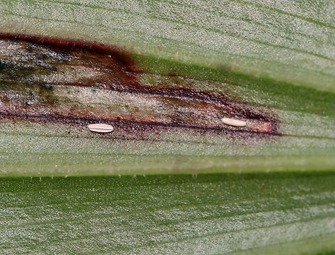 Dung Fly Leaf Mine (Eggs) - Synchysa tricincta Blotch-like mine with 2 white eggs with wing-like projections on the underside of the mine. The mine had reddish brown edges. There was only one larva in the mine, but there was a hole visible on the underside, so maybe the 2nd larva had already exited.

I collected the leaf for rearing. The larva exited the mine and pupated overnight on 6/1/25 (see photo). I dropped it in a container with a few cm of barely moist soil to see if I can rear it to adulthood by overwintering it in the refrigerator. Hopefully an adult will emerge next spring. 

Host: Maianthemum racemosum

Video of larva inside the mine: https://youtu.be/fYxVS8x9NJg

https://www.jungledragon.com/image/169366/dung_fly_leaf_mine_-_synchysa_tricincta.html
https://www.jungledragon.com/image/169364/dung_fly_leaf_mine_eggs_-_synchysa_tricincta.html
https://www.jungledragon.com/image/169365/dung_fly_leaf_mine_pupa_-_synchysa_tricincta.html Geotagged,Spring,Synchysa tricincta,United States