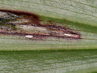 Dung Fly Leaf Mine (Eggs) - Synchysa tricincta Blotch-like mine with 2 white eggs with wing-like projections on the underside of the mine. The mine had reddish brown edges. There was only one larva in the mine, but there was a hole visible on the underside, so maybe the 2nd larva had already exited.<br />
<br />
I collected the leaf for rearing. The larva exited the mine and pupated overnight on 6/1/25 (see photo). I dropped it in a container with a few cm of barely moist soil to see if I can rear it to adulthood by overwintering it in the refrigerator. Hopefully an adult will emerge next spring. <br />
<br />
Host: Maianthemum racemosum<br />
<br />
Video of larva inside the mine: https://youtu.be/fYxVS8x9NJg<br />
<br />
https://www.jungledragon.com/image/169366/dung_fly_leaf_mine_-_synchysa_tricincta.html<br />
https://www.jungledragon.com/image/169364/dung_fly_leaf_mine_eggs_-_synchysa_tricincta.html<br />
https://www.jungledragon.com/image/169365/dung_fly_leaf_mine_pupa_-_synchysa_tricincta.html Geotagged,Spring,Synchysa tricincta,United States