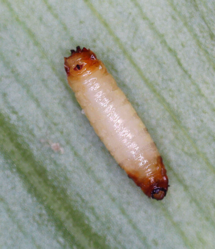 Dung Fly Leaf Mine (Pupa) - Synchysa tricincta Blotch-like mine with 2 white eggs with wing-like projections on the underside of the mine. The mine had reddish brown edges. There was only one larva in the mine, but there was a hole visible on the underside, so maybe the 2nd larva had already exited.<br />
<br />
I collected the leaf for rearing. The larva exited the mine and pupated overnight on 6/1/25 (see photo). I dropped it in a container with a few cm of barely moist soil to see if I can rear it to adulthood by overwintering it in the refrigerator. Hopefully an adult will emerge next spring. <br />
<br />
Host: Maianthemum racemosum<br />
<br />
Video of larva inside the mine: <section class="video"><iframe width="448" height="282" src="https://www.youtube-nocookie.com/embed/fYxVS8x9NJg?hd=1&autoplay=0&rel=0" frameborder="0" allowfullscreen></iframe></section><br />
<br />
<figure class="photo"><a href="https://www.jungledragon.com/image/169366/dung_fly_leaf_mine_-_synchysa_tricincta.html" title="Dung Fly Leaf Mine - Synchysa tricincta"><img src="https://s3.amazonaws.com/media.jungledragon.com/images/3232/169366_thumb.jpg?AWSAccessKeyId=05GMT0V3GWVNE7GGM1R2&Expires=1759968010&Signature=lo0zdrKAPPmkl4iOcg%2F4HDfxjL4%3D" width="126" height="152" alt="Dung Fly Leaf Mine - Synchysa tricincta Blotch-like mine with 2 white eggs with wing-like projections on the underside of the mine. The mine had reddish brown edges. There was only one larva in the mine, but there was a hole visible on the underside, so maybe the 2nd larva had already exited.<br />
<br />
I collected the leaf for rearing. The larva exited the mine and pupated overnight on 6/1/25 (see photo). I dropped it in a container with a few cm of barely moist soil to see if I can rear it to adulthood by overwintering it in the refrigerator. Hopefully an adult will emerge next spring. <br />
<br />
Host: Maianthemum racemosum<br />
<br />
Video of larva inside the mine: https://youtu.be/fYxVS8x9NJg<br />
<br />
https://www.jungledragon.com/image/169366/dung_fly_leaf_mine_-_synchysa_tricincta.html<br />
https://www.jungledragon.com/image/169364/dung_fly_leaf_mine_eggs_-_synchysa_tricincta.html<br />
https://www.jungledragon.com/image/169365/dung_fly_leaf_mine_pupa_-_synchysa_tricincta.html Geotagged,Scathophagidae,Spring,Synchysa,Synchysa tricincta,United States,leafminer" /></a></figure><br />
<figure class="photo"><a href="https://www.jungledragon.com/image/169364/dung_fly_leaf_mine_eggs_-_synchysa_tricincta.html" title="Dung Fly Leaf Mine (Eggs) - Synchysa tricincta"><img src="https://s3.amazonaws.com/media.jungledragon.com/images/3232/169364_thumb.jpg?AWSAccessKeyId=05GMT0V3GWVNE7GGM1R2&Expires=1759968010&Signature=laezSsZviF62pIKF5Z0ZC4VjUhI%3D" width="200" height="154" alt="Dung Fly Leaf Mine (Eggs) - Synchysa tricincta Blotch-like mine with 2 white eggs with wing-like projections on the underside of the mine. The mine had reddish brown edges. There was only one larva in the mine, but there was a hole visible on the underside, so maybe the 2nd larva had already exited.<br />
<br />
I collected the leaf for rearing. The larva exited the mine and pupated overnight on 6/1/25 (see photo). I dropped it in a container with a few cm of barely moist soil to see if I can rear it to adulthood by overwintering it in the refrigerator. Hopefully an adult will emerge next spring. <br />
<br />
Host: Maianthemum racemosum<br />
<br />
Video of larva inside the mine: https://youtu.be/fYxVS8x9NJg<br />
<br />
https://www.jungledragon.com/image/169366/dung_fly_leaf_mine_-_synchysa_tricincta.html<br />
https://www.jungledragon.com/image/169364/dung_fly_leaf_mine_eggs_-_synchysa_tricincta.html<br />
https://www.jungledragon.com/image/169365/dung_fly_leaf_mine_pupa_-_synchysa_tricincta.html Geotagged,Spring,Synchysa tricincta,United States" /></a></figure><br />
<figure class="photo"><a href="https://www.jungledragon.com/image/169365/dung_fly_leaf_mine_pupa_-_synchysa_tricincta.html" title="Dung Fly Leaf Mine (Pupa) - Synchysa tricincta"><img src="https://s3.amazonaws.com/media.jungledragon.com/images/3232/169365_thumb.jpg?AWSAccessKeyId=05GMT0V3GWVNE7GGM1R2&Expires=1759968010&Signature=RUb3t4DqaPhxrhHi0a62tkyUj6g%3D" width="132" height="152" alt="Dung Fly Leaf Mine (Pupa) - Synchysa tricincta Blotch-like mine with 2 white eggs with wing-like projections on the underside of the mine. The mine had reddish brown edges. There was only one larva in the mine, but there was a hole visible on the underside, so maybe the 2nd larva had already exited.<br />
<br />
I collected the leaf for rearing. The larva exited the mine and pupated overnight on 6/1/25 (see photo). I dropped it in a container with a few cm of barely moist soil to see if I can rear it to adulthood by overwintering it in the refrigerator. Hopefully an adult will emerge next spring. <br />
<br />
Host: Maianthemum racemosum<br />
<br />
Video of larva inside the mine: https://youtu.be/fYxVS8x9NJg<br />
<br />
https://www.jungledragon.com/image/169366/dung_fly_leaf_mine_-_synchysa_tricincta.html<br />
https://www.jungledragon.com/image/169364/dung_fly_leaf_mine_eggs_-_synchysa_tricincta.html<br />
https://www.jungledragon.com/image/169365/dung_fly_leaf_mine_pupa_-_synchysa_tricincta.html Geotagged,Synchysa tricincta,United States" /></a></figure> Geotagged,Synchysa tricincta,United States