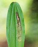 Dung Fly Leaf Mine - Synchysa tricincta Blotch-like mine with 2 white eggs with wing-like projections on the underside of the mine. The mine had reddish brown edges. There was only one larva in the mine, but there was a hole visible on the underside, so maybe the 2nd larva had already exited.<br />
<br />
I collected the leaf for rearing. The larva exited the mine and pupated overnight on 6/1/25 (see photo). I dropped it in a container with a few cm of barely moist soil to see if I can rear it to adulthood by overwintering it in the refrigerator. Hopefully an adult will emerge next spring. <br />
<br />
Host: Maianthemum racemosum<br />
<br />
Video of larva inside the mine: https://youtu.be/fYxVS8x9NJg<br />
<br />
https://www.jungledragon.com/image/169366/dung_fly_leaf_mine_-_synchysa_tricincta.html<br />
https://www.jungledragon.com/image/169364/dung_fly_leaf_mine_eggs_-_synchysa_tricincta.html<br />
https://www.jungledragon.com/image/169365/dung_fly_leaf_mine_pupa_-_synchysa_tricincta.html Geotagged,Scathophagidae,Spring,Synchysa,Synchysa tricincta,United States,leafminer