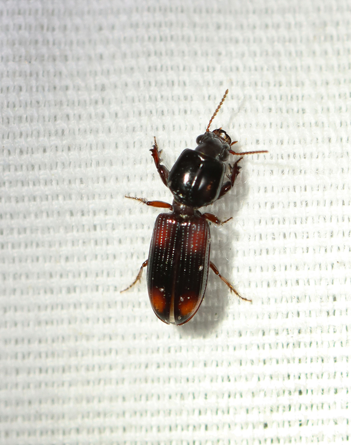 Paraclivina bipustulata Attracted to 365 + 395 nm LED lights Carabidae,Geotagged,Paraclivina,Paraclivina bipustulata,Spring,United States,beetle