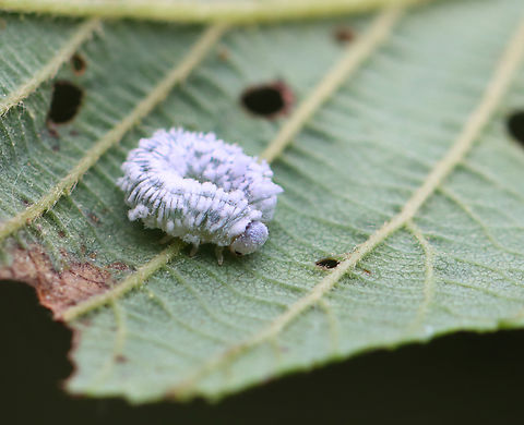 Woolly Alder Sawfly - Eriocampa ovata Host: Alnus Eriocampa,Eriocampa ovata,Geotagged,Spring,United States,Woolly Alder Sawfly,larva,sawfly larva