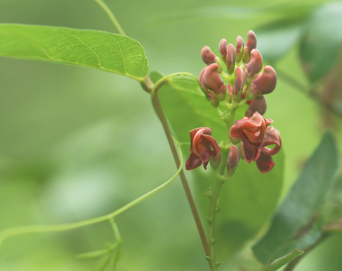 American Groundnut - Apios americana Habitat: Pondside American groundnut,Apios,Apios americana,Geotagged,Summer,United States