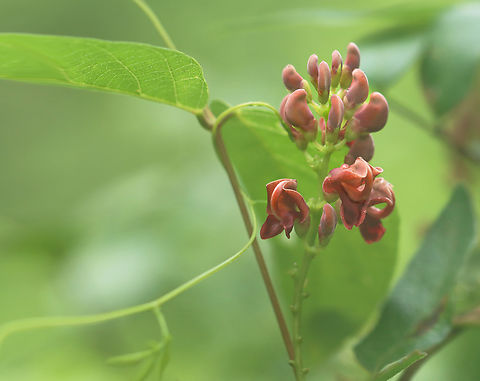 American Groundnut - Apios americana Habitat: Pondside American groundnut,Apios,Apios americana,Geotagged,Summer,United States