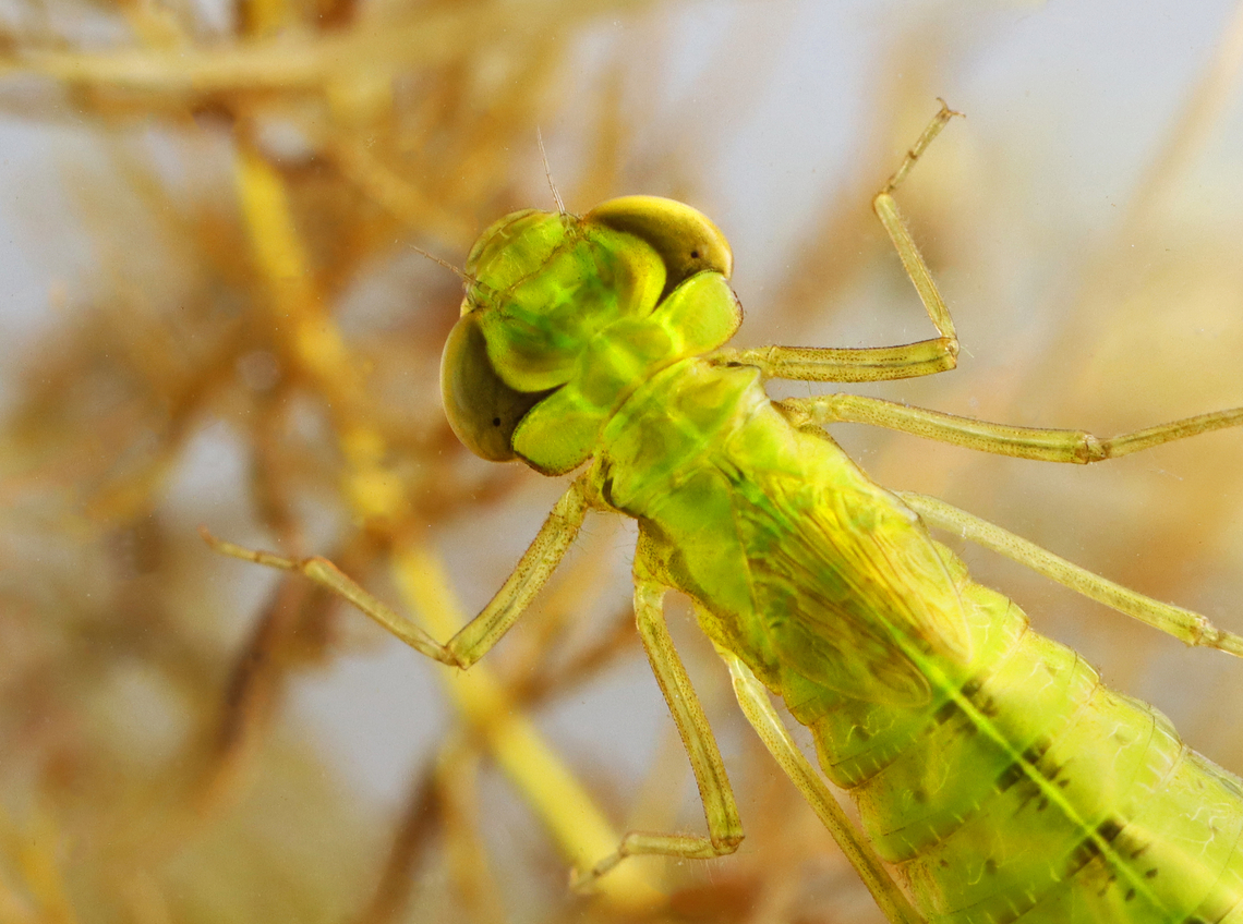 Dragonfly Nymph - Anisoptera Habitat: Small woodland pond Anisoptera,Geotagged,Spring,United States,dragonfly,nymph