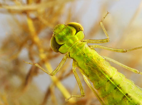 Dragonfly Nymph - Anisoptera Habitat: Small woodland pond Anisoptera,Geotagged,Spring,United States,dragonfly,nymph