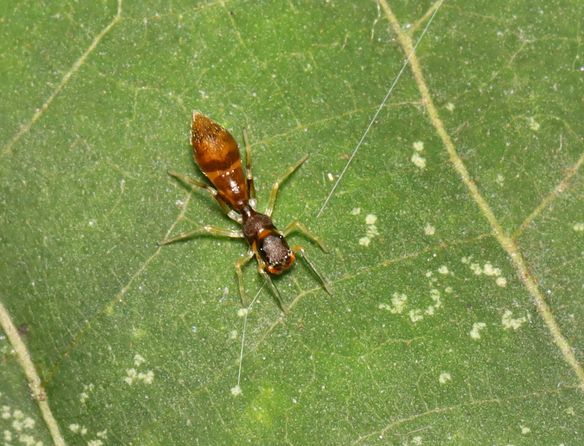 Slender Ant-mimic Jumping Spider - Synemosyna formica Habitat: Deciduous forest Geotagged,Slender Ant-mimic Jumping Spider,Summer,Synemosyna,Synemosyna formica,United States