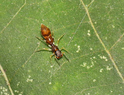 Slender Ant-mimic Jumping Spider - Synemosyna formica Habitat: Deciduous forest Geotagged,Slender Ant-mimic Jumping Spider,Summer,Synemosyna,Synemosyna formica,United States