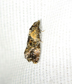 Hoffman's Cochylid Moth - Cochylichroa hoffmanana Attracted to 365 + 395 nm LED lights Cochylichroa,Cochylichroa hoffmanana,Geotagged,Hoffman's Cochylid Moth,Spring,Tortricidae,United States,moth