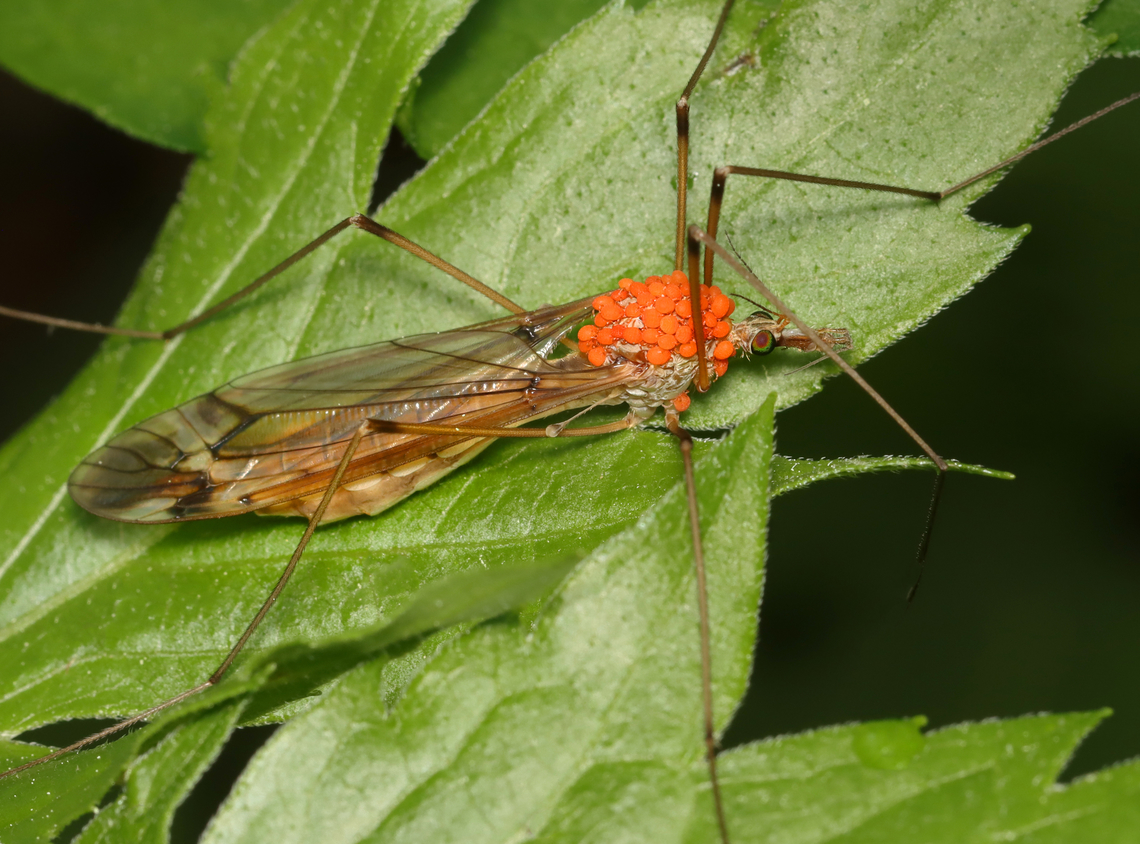 Crane Fly with Calyptostoma sp. Mites Made me wish I had tweezers with me.<br />
<br />
Habitat: Mesic forest Calyptostoma,Geotagged,Spring,United States,crane fly,mites,tipulidae