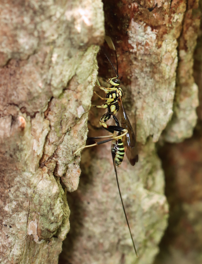 Ichneumonid Wasp - Arotes amoenus There were at least 5 wasps sniffing out beetle larvae on this snag.<br />
<br />
Video: <a href="https://youtube.com/shorts/ZDta1ILxsMo?si=eiNlgXTjL4okAe_P" rel="nofollow">https://youtube.com/shorts/ZDta1ILxsMo?si=eiNlgXTjL4okAe_P</a> Arotes,Arotes amoenus,Geotagged,Ichneumonidae,Spring,United States,wasp