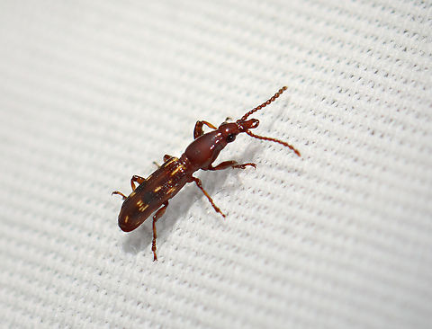 Oak Timberworm - Arrenodes minutus Attracted to 365 + 395 nm LED lights Arrenodes minutus,Geotagged,Oak timberworm,Spring,United States