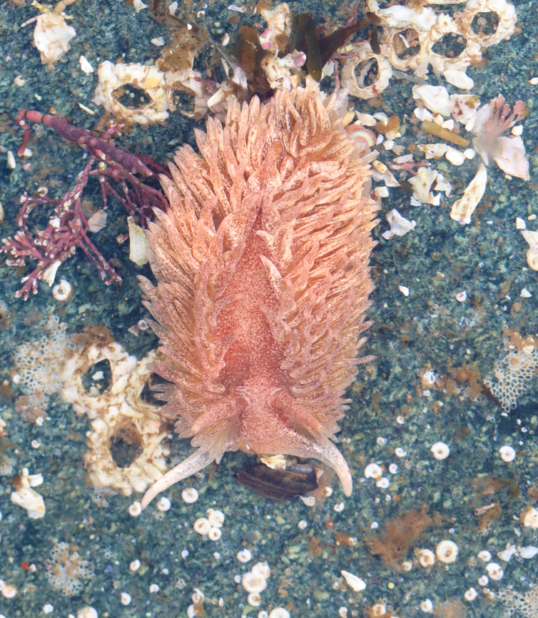 Shag Rug Nudibranch - Aeolidia papillosa Found on a rock in a tide pool during low tide. I was looking for sea stars, but was pleasantly stunned to find a nudibranch!<br />
<br />
<section class="video"><iframe width="448" height="282" src="https://www.youtube-nocookie.com/embed/wrTZnWFBjOs?hd=1&autoplay=0&rel=0" frameborder="0" allowfullscreen></iframe></section> Aeolidia,Aeolidia papillosa,Geotagged,Shag Rug Nudibranch,Spring,United States,maine,nudibranch,sea slug,tide pool
