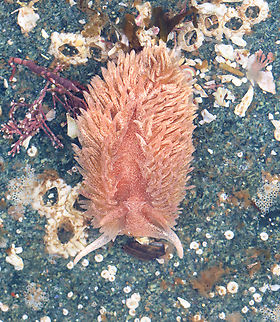 Shag Rug Nudibranch - Aeolidia papillosa Found on a rock in a tide pool during low tide. I was looking for sea stars, but was pleasantly stunned to find a nudibranch!

https://www.youtube.com/watch?v=wrTZnWFBjOs Aeolidia,Aeolidia papillosa,Geotagged,Shag Rug Nudibranch,Spring,United States,maine,nudibranch,sea slug,tide pool