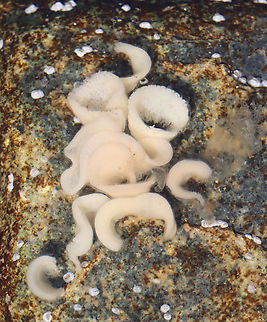 Rough-mantled Doris Eggs - Onchidoris bilamellata They lay their eggs in a ribbon-like pattern.

Habitat: Found on a rock in a tide pool Geotagged,Onchidoris,Onchidoris bilamellata,Rough-mantled Doris,Spring,United States,dorid nudibranch,doris,eggs,sea slug