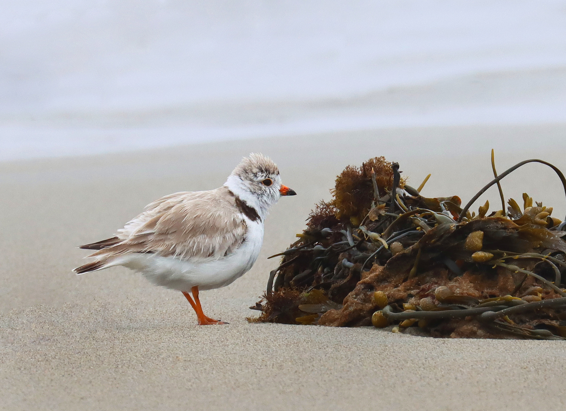 Piping Plover (Charadrius melodus) Poking around in the seaweed and sand on a rainy day. There were at least 2 plovers. I think they had a nest near the high tide line, but I didn't approach the area.<br />
<br />
*I didn't put the exact location because this is a vulnerable species.<br />
<br />
Video: <section class="video"><iframe width="448" height="282" src="https://www.youtube-nocookie.com/embed/6gRFf5PhaLk?hd=1&autoplay=0&rel=0" frameborder="0" allowfullscreen></iframe></section><br />
<br />
<figure class="photo"><a href="https://www.jungledragon.com/image/169691/piping_plover_charadrius_melodus.html" title="Piping Plover (Charadrius melodus)"><img src="https://s3.amazonaws.com/media.jungledragon.com/images/3232/169691_thumb.jpg?AWSAccessKeyId=05GMT0V3GWVNE7GGM1R2&Expires=1769040010&Signature=ndGVsyi7FBJCbSGOVWBwnnsgIF4%3D" width="200" height="146" alt="Piping Plover (Charadrius melodus) Poking around in the seaweed and sand on a rainy day. There were at least 2 plovers. I think they had a nest near the high tide line, but I didn't approach the area.<br />
<br />
*I didn't put the exact location because this is a vulnerable species.<br />
<br />
Video: https://www.youtube.com/watch?v=6gRFf5PhaLk<br />
<br />
https://www.jungledragon.com/image/169691/piping_plover_charadrius_melodus.html<br />
https://www.jungledragon.com/image/169692/piping_plover_charadrius_melodus_poking_the_sand_for_snacks.html<br />
https://www.jungledragon.com/image/169693/piping_plover_charadrius_melodus.html<br />
https://www.jungledragon.com/image/169694/piping_plover_charadrius_melodus.html Charadrius,Charadrius melodus,Geotagged,Piping Plover,Spring,United States" /></a></figure><br />
<figure class="photo"><a href="https://www.jungledragon.com/image/169692/piping_plover_charadrius_melodus_poking_the_sand_for_snacks.html" title="Piping Plover (Charadrius melodus), Poking the Sand for Snacks"><img src="https://s3.amazonaws.com/media.jungledragon.com/images/3232/169692_thumb.jpg?AWSAccessKeyId=05GMT0V3GWVNE7GGM1R2&Expires=1769040010&Signature=rTxYE0OL9XHI4hM1zY5PZ3WewX4%3D" width="200" height="148" alt="Piping Plover (Charadrius melodus), Poking the Sand for Snacks Poking around in the seaweed and sand on a rainy day. There were at least 2 plovers. I think they had a nest near the high tide line, but I didn't approach the area.<br />
<br />
*I didn't put the exact location because this is a vulnerable species.<br />
<br />
Video: https://www.youtube.com/watch?v=6gRFf5PhaLk<br />
<br />
https://www.jungledragon.com/image/169691/piping_plover_charadrius_melodus.html<br />
https://www.jungledragon.com/image/169692/piping_plover_charadrius_melodus_poking_the_sand_for_snacks.html<br />
https://www.jungledragon.com/image/169693/piping_plover_charadrius_melodus.html<br />
https://www.jungledragon.com/image/169694/piping_plover_charadrius_melodus.html Charadrius melodus,Geotagged,Piping Plover,Spring,United States" /></a></figure><br />
<figure class="photo"><a href="https://www.jungledragon.com/image/169693/piping_plover_charadrius_melodus.html" title="Piping Plover (Charadrius melodus)"><img src="https://s3.amazonaws.com/media.jungledragon.com/images/3232/169693_thumb.jpg?AWSAccessKeyId=05GMT0V3GWVNE7GGM1R2&Expires=1769040010&Signature=SzH3L0R6x5IUPvBEQh%2Fzpq4nndk%3D" width="200" height="154" alt="Piping Plover (Charadrius melodus) I love how they peek in the hole afterwards.<br />
<br />
Poking around in the seaweed and sand on a rainy day. There were at least 2 plovers. I think they had a nest near the high tide line, but I didn't approach the area.<br />
<br />
*I didn't put the exact location because this is a vulnerable species.<br />
<br />
Video: https://www.youtube.com/watch?v=6gRFf5PhaLk<br />
<br />
https://www.jungledragon.com/image/169691/piping_plover_charadrius_melodus.html<br />
https://www.jungledragon.com/image/169692/piping_plover_charadrius_melodus_poking_the_sand_for_snacks.html<br />
https://www.jungledragon.com/image/169693/piping_plover_charadrius_melodus.html<br />
https://www.jungledragon.com/image/169694/piping_plover_charadrius_melodus.html Charadrius melodus,Geotagged,Piping Plover,Spring,United States" /></a></figure><br />
<figure class="photo"><a href="https://www.jungledragon.com/image/169694/piping_plover_charadrius_melodus.html" title="Piping Plover (Charadrius melodus)"><img src="https://s3.amazonaws.com/media.jungledragon.com/images/3232/169694_thumb.jpg?AWSAccessKeyId=05GMT0V3GWVNE7GGM1R2&Expires=1769040010&Signature=skOZuSKs1wShaKau3Uc56pIlQnA%3D" width="200" height="142" alt="Piping Plover (Charadrius melodus) Adding my "talking to birds" tag to this photo. I like how when you talk to birds, they almost always tilt their heads and look at you quizzically. It's like they are thinking "What did you say?"<br />
<br />
Poking around in the seaweed and sand on a rainy day. There were at least 2 plovers. I think they had a nest near the high tide line, but I didn't approach the area.<br />
<br />
*I didn't put the exact location because this is a vulnerable species.<br />
<br />
Video:https://www.youtube.com/watch?v=6gRFf5PhaLk<br />
https://www.jungledragon.com/image/169691/piping_plover_charadrius_melodus.html<br />
https://www.jungledragon.com/image/169692/piping_plover_charadrius_melodus_poking_the_sand_for_snacks.html<br />
https://www.jungledragon.com/image/169693/piping_plover_charadrius_melodus.html<br />
https://www.jungledragon.com/image/169694/piping_plover_charadrius_melodus.html Charadrius melodus,Geotagged,Piping Plover,Spring,United States,talking to birds" /></a></figure> Charadrius,Charadrius melodus,Geotagged,Piping Plover,Spring,United States