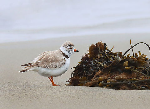 Piping Plover (Charadrius melodus) Poking around in the seaweed and sand on a rainy day. There were at least 2 plovers. I think they had a nest near the high tide line, but I didn't approach the area.

*I didn't put the exact location because this is a vulnerable species.

Video: https://www.youtube.com/watch?v=6gRFf5PhaLk

https://www.jungledragon.com/image/169691/piping_plover_charadrius_melodus.html
https://www.jungledragon.com/image/169692/piping_plover_charadrius_melodus_poking_the_sand_for_snacks.html
https://www.jungledragon.com/image/169693/piping_plover_charadrius_melodus.html
https://www.jungledragon.com/image/169694/piping_plover_charadrius_melodus.html Charadrius,Charadrius melodus,Geotagged,Piping Plover,Spring,United States