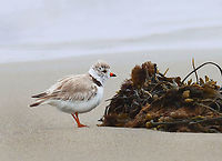 Piping Plover (Charadrius melodus) Poking around in the seaweed and sand on a rainy day. There were at least 2 plovers. I think they had a nest near the high tide line, but I didn't approach the area.<br />
<br />
*I didn't put the exact location because this is a vulnerable species.<br />
<br />
Video: https://www.youtube.com/watch?v=6gRFf5PhaLk<br />
<br />
https://www.jungledragon.com/image/169691/piping_plover_charadrius_melodus.html<br />
https://www.jungledragon.com/image/169692/piping_plover_charadrius_melodus_poking_the_sand_for_snacks.html<br />
https://www.jungledragon.com/image/169693/piping_plover_charadrius_melodus.html<br />
https://www.jungledragon.com/image/169694/piping_plover_charadrius_melodus.html Charadrius,Charadrius melodus,Geotagged,Piping Plover,Spring,United States