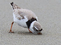 Piping Plover (Charadrius melodus), Poking the Sand for Snacks Poking around in the seaweed and sand on a rainy day. There were at least 2 plovers. I think they had a nest near the high tide line, but I didn't approach the area.<br />
<br />
*I didn't put the exact location because this is a vulnerable species.<br />
<br />
Video: https://www.youtube.com/watch?v=6gRFf5PhaLk<br />
<br />
https://www.jungledragon.com/image/169691/piping_plover_charadrius_melodus.html<br />
https://www.jungledragon.com/image/169692/piping_plover_charadrius_melodus_poking_the_sand_for_snacks.html<br />
https://www.jungledragon.com/image/169693/piping_plover_charadrius_melodus.html<br />
https://www.jungledragon.com/image/169694/piping_plover_charadrius_melodus.html Charadrius melodus,Geotagged,Piping Plover,Spring,United States