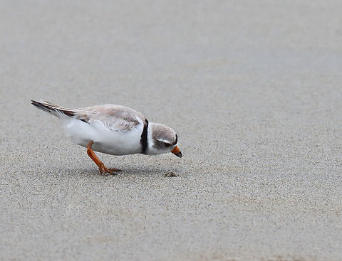 Piping Plover (Charadrius melodus) I love how they peek in the hole afterwards.

Poking around in the seaweed and sand on a rainy day. There were at least 2 plovers. I think they had a nest near the high tide line, but I didn't approach the area.

*I didn't put the exact location because this is a vulnerable species.

Video: https://www.youtube.com/watch?v=6gRFf5PhaLk

https://www.jungledragon.com/image/169691/piping_plover_charadrius_melodus.html
https://www.jungledragon.com/image/169692/piping_plover_charadrius_melodus_poking_the_sand_for_snacks.html
https://www.jungledragon.com/image/169693/piping_plover_charadrius_melodus.html
https://www.jungledragon.com/image/169694/piping_plover_charadrius_melodus.html Charadrius melodus,Geotagged,Piping Plover,Spring,United States