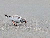 Piping Plover (Charadrius melodus) I love how they peek in the hole afterwards.<br />
<br />
Poking around in the seaweed and sand on a rainy day. There were at least 2 plovers. I think they had a nest near the high tide line, but I didn't approach the area.<br />
<br />
*I didn't put the exact location because this is a vulnerable species.<br />
<br />
Video: https://www.youtube.com/watch?v=6gRFf5PhaLk<br />
<br />
https://www.jungledragon.com/image/169691/piping_plover_charadrius_melodus.html<br />
https://www.jungledragon.com/image/169692/piping_plover_charadrius_melodus_poking_the_sand_for_snacks.html<br />
https://www.jungledragon.com/image/169693/piping_plover_charadrius_melodus.html<br />
https://www.jungledragon.com/image/169694/piping_plover_charadrius_melodus.html Charadrius melodus,Geotagged,Piping Plover,Spring,United States