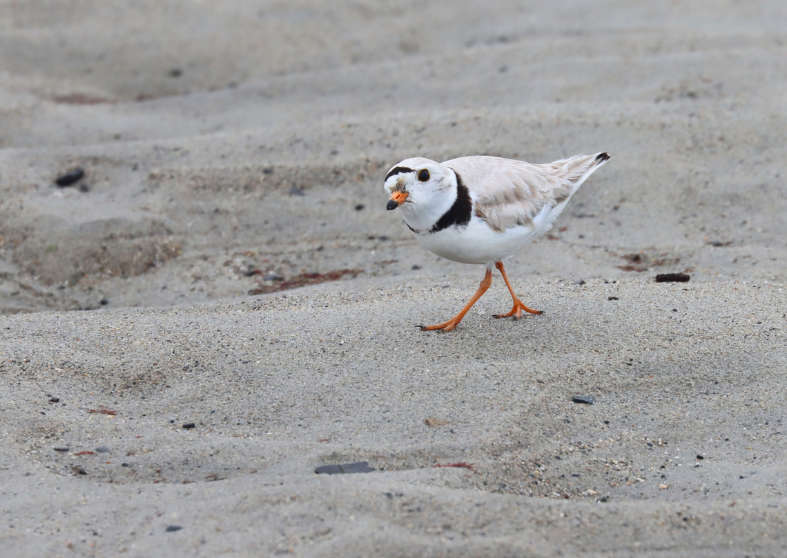 Piping Plover (Charadrius melodus) Adding my "talking to birds" tag to this photo. I like how when you talk to birds, they almost always tilt their heads and look at you quizzically. It's like they are thinking "What did you say?"<br />
<br />
Poking around in the seaweed and sand on a rainy day. There were at least 2 plovers. I think they had a nest near the high tide line, but I didn't approach the area.<br />
<br />
*I didn't put the exact location because this is a vulnerable species.<br />
<br />
Video:<section class="video"><iframe width="448" height="282" src="https://www.youtube-nocookie.com/embed/6gRFf5PhaLk?hd=1&autoplay=0&rel=0" frameborder="0" allowfullscreen></iframe></section><br />
<figure class="photo"><a href="https://www.jungledragon.com/image/169691/piping_plover_charadrius_melodus.html" title="Piping Plover (Charadrius melodus)"><img src="https://s3.amazonaws.com/media.jungledragon.com/images/3232/169691_thumb.jpg?AWSAccessKeyId=05GMT0V3GWVNE7GGM1R2&Expires=1769040010&Signature=ndGVsyi7FBJCbSGOVWBwnnsgIF4%3D" width="200" height="146" alt="Piping Plover (Charadrius melodus) Poking around in the seaweed and sand on a rainy day. There were at least 2 plovers. I think they had a nest near the high tide line, but I didn't approach the area.<br />
<br />
*I didn't put the exact location because this is a vulnerable species.<br />
<br />
Video: https://www.youtube.com/watch?v=6gRFf5PhaLk<br />
<br />
https://www.jungledragon.com/image/169691/piping_plover_charadrius_melodus.html<br />
https://www.jungledragon.com/image/169692/piping_plover_charadrius_melodus_poking_the_sand_for_snacks.html<br />
https://www.jungledragon.com/image/169693/piping_plover_charadrius_melodus.html<br />
https://www.jungledragon.com/image/169694/piping_plover_charadrius_melodus.html Charadrius,Charadrius melodus,Geotagged,Piping Plover,Spring,United States" /></a></figure><br />
<figure class="photo"><a href="https://www.jungledragon.com/image/169692/piping_plover_charadrius_melodus_poking_the_sand_for_snacks.html" title="Piping Plover (Charadrius melodus), Poking the Sand for Snacks"><img src="https://s3.amazonaws.com/media.jungledragon.com/images/3232/169692_thumb.jpg?AWSAccessKeyId=05GMT0V3GWVNE7GGM1R2&Expires=1769040010&Signature=rTxYE0OL9XHI4hM1zY5PZ3WewX4%3D" width="200" height="148" alt="Piping Plover (Charadrius melodus), Poking the Sand for Snacks Poking around in the seaweed and sand on a rainy day. There were at least 2 plovers. I think they had a nest near the high tide line, but I didn't approach the area.<br />
<br />
*I didn't put the exact location because this is a vulnerable species.<br />
<br />
Video: https://www.youtube.com/watch?v=6gRFf5PhaLk<br />
<br />
https://www.jungledragon.com/image/169691/piping_plover_charadrius_melodus.html<br />
https://www.jungledragon.com/image/169692/piping_plover_charadrius_melodus_poking_the_sand_for_snacks.html<br />
https://www.jungledragon.com/image/169693/piping_plover_charadrius_melodus.html<br />
https://www.jungledragon.com/image/169694/piping_plover_charadrius_melodus.html Charadrius melodus,Geotagged,Piping Plover,Spring,United States" /></a></figure><br />
<figure class="photo"><a href="https://www.jungledragon.com/image/169693/piping_plover_charadrius_melodus.html" title="Piping Plover (Charadrius melodus)"><img src="https://s3.amazonaws.com/media.jungledragon.com/images/3232/169693_thumb.jpg?AWSAccessKeyId=05GMT0V3GWVNE7GGM1R2&Expires=1769040010&Signature=SzH3L0R6x5IUPvBEQh%2Fzpq4nndk%3D" width="200" height="154" alt="Piping Plover (Charadrius melodus) I love how they peek in the hole afterwards.<br />
<br />
Poking around in the seaweed and sand on a rainy day. There were at least 2 plovers. I think they had a nest near the high tide line, but I didn't approach the area.<br />
<br />
*I didn't put the exact location because this is a vulnerable species.<br />
<br />
Video: https://www.youtube.com/watch?v=6gRFf5PhaLk<br />
<br />
https://www.jungledragon.com/image/169691/piping_plover_charadrius_melodus.html<br />
https://www.jungledragon.com/image/169692/piping_plover_charadrius_melodus_poking_the_sand_for_snacks.html<br />
https://www.jungledragon.com/image/169693/piping_plover_charadrius_melodus.html<br />
https://www.jungledragon.com/image/169694/piping_plover_charadrius_melodus.html Charadrius melodus,Geotagged,Piping Plover,Spring,United States" /></a></figure><br />
<figure class="photo"><a href="https://www.jungledragon.com/image/169694/piping_plover_charadrius_melodus.html" title="Piping Plover (Charadrius melodus)"><img src="https://s3.amazonaws.com/media.jungledragon.com/images/3232/169694_thumb.jpg?AWSAccessKeyId=05GMT0V3GWVNE7GGM1R2&Expires=1769040010&Signature=skOZuSKs1wShaKau3Uc56pIlQnA%3D" width="200" height="142" alt="Piping Plover (Charadrius melodus) Adding my "talking to birds" tag to this photo. I like how when you talk to birds, they almost always tilt their heads and look at you quizzically. It's like they are thinking "What did you say?"<br />
<br />
Poking around in the seaweed and sand on a rainy day. There were at least 2 plovers. I think they had a nest near the high tide line, but I didn't approach the area.<br />
<br />
*I didn't put the exact location because this is a vulnerable species.<br />
<br />
Video:https://www.youtube.com/watch?v=6gRFf5PhaLk<br />
https://www.jungledragon.com/image/169691/piping_plover_charadrius_melodus.html<br />
https://www.jungledragon.com/image/169692/piping_plover_charadrius_melodus_poking_the_sand_for_snacks.html<br />
https://www.jungledragon.com/image/169693/piping_plover_charadrius_melodus.html<br />
https://www.jungledragon.com/image/169694/piping_plover_charadrius_melodus.html Charadrius melodus,Geotagged,Piping Plover,Spring,United States,talking to birds" /></a></figure> Charadrius melodus,Geotagged,Piping Plover,Spring,United States,talking to birds
