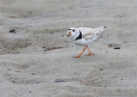 Piping Plover (Charadrius melodus) Adding my "talking to birds" tag to this photo. I like how when you talk to birds, they almost always tilt their heads and look at you quizzically. It's like they are thinking "What did you say?"

Poking around in the seaweed and sand on a rainy day. There were at least 2 plovers. I think they had a nest near the high tide line, but I didn't approach the area.

*I didn't put the exact location because this is a vulnerable species.

Video:https://www.youtube.com/watch?v=6gRFf5PhaLk
https://www.jungledragon.com/image/169691/piping_plover_charadrius_melodus.html
https://www.jungledragon.com/image/169692/piping_plover_charadrius_melodus_poking_the_sand_for_snacks.html
https://www.jungledragon.com/image/169693/piping_plover_charadrius_melodus.html
https://www.jungledragon.com/image/169694/piping_plover_charadrius_melodus.html Charadrius melodus,Geotagged,Piping Plover,Spring,United States,talking to birds