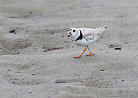 Piping Plover (Charadrius melodus) Adding my "talking to birds" tag to this photo. I like how when you talk to birds, they almost always tilt their heads and look at you quizzically. It's like they are thinking "What did you say?"<br />
<br />
Poking around in the seaweed and sand on a rainy day. There were at least 2 plovers. I think they had a nest near the high tide line, but I didn't approach the area.<br />
<br />
*I didn't put the exact location because this is a vulnerable species.<br />
<br />
Video:https://www.youtube.com/watch?v=6gRFf5PhaLk<br />
https://www.jungledragon.com/image/169691/piping_plover_charadrius_melodus.html<br />
https://www.jungledragon.com/image/169692/piping_plover_charadrius_melodus_poking_the_sand_for_snacks.html<br />
https://www.jungledragon.com/image/169693/piping_plover_charadrius_melodus.html<br />
https://www.jungledragon.com/image/169694/piping_plover_charadrius_melodus.html Charadrius melodus,Geotagged,Piping Plover,Spring,United States,talking to birds