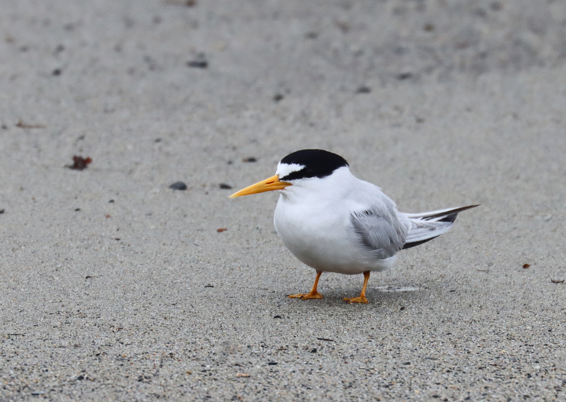 Least Tern - Sternula antillarum I thought these terns were so cute when I first spotted them on the beach. It was a rainy day and I was looking for insects on seaweed that had washed up on the beach. I saw the birds, took some photos, and went back to the seaweed.<br />
<br />
Before long, I heard the most obnoxious bird calls that sounded like a cross between machine gun fire and a smoke alarm. I stood up and turned around to be faced with at least half a dozen furious terns. I get along with most creatures in nature, with the exception of Canada geese. Terns are now added to my list of creatures to avoid. I tried to calmly walk away, assuring them that I was harmless, but they flew after me anyway, dive bombing my head and pooping on me with terrifying accuracy. Thankfully I had a hat and hoodie on, but these mean little birds managed to poke 2 holes in my sweatshirt and pooped on me at least a dozen times. I was happy to escape with my eyeballs intact.<br />
<br />
They were probably protecting nests and although I didn't enjoy the encounter, I can say that they did an excellent job of traumatizing me. Had I been a potential predator, they definitely would have scared me away.<br />
<br />
*I didn't put the exact location because this species is endangered in Maine.<br />
<figure class="photo"><a href="https://www.jungledragon.com/image/169738/least_tern_-_sternula_antillarum.html" title="Least Tern - Sternula antillarum"><img src="https://s3.amazonaws.com/media.jungledragon.com/images/3232/169738_thumb.jpg?AWSAccessKeyId=05GMT0V3GWVNE7GGM1R2&Expires=1759968010&Signature=V%2BEUqkPVrRR50%2FUPcZ9uD7h6boY%3D" width="200" height="144" alt="Least Tern - Sternula antillarum I thought these terns were so cute when I first spotted them on the beach. It was a rainy day and I was looking for insects on seaweed that had washed up on the beach. I saw the birds, took some photos, and went back to the seaweed.<br />
<br />
Before long, I heard the most obnoxious bird calls that sounded like a cross between machine gun fire and a smoke alarm. I stood up and turned around to be faced with at least half a dozen furious terns. I get along with most creatures in nature, with the exception of Canada geese. Terns are now added to my list of creatures to avoid. I tried to calmly walk away, assuring them that I was harmless, but they flew after me anyway, dive bombing my head and pooping on me with terrifying accuracy. Thankfully I had a hat and hoodie on, but these mean little birds managed to poke 2 holes in my sweatshirt and pooped on me at least a dozen times. I was happy to escape with my eyeballs intact.<br />
<br />
They were probably protecting nests and although I didn't enjoy the encounter, I can say that they did an excellent job of traumatizing me. Had I been a potential predator, they definitely would have scared me away.<br />
<br />
*I didn't put the exact location because this species is endangered in Maine.<br />
https://www.jungledragon.com/image/169738/least_tern_-_sternula_antillarum.html<br />
https://www.jungledragon.com/image/169739/least_tern_-_sternula_antillarum.html<br />
https://www.jungledragon.com/image/169740/least_tern_-_sternula_antillarum.html<br />
https://www.jungledragon.com/image/169741/least_tern_-_sternula_antillarum.html Geotagged,Least tern,Spring,Sternula,Sternula antillarum,United States,tern" /></a></figure><br />
<figure class="photo"><a href="https://www.jungledragon.com/image/169739/least_tern_-_sternula_antillarum.html" title="Least Tern - Sternula antillarum"><img src="https://s3.amazonaws.com/media.jungledragon.com/images/3232/169739_thumb.jpg?AWSAccessKeyId=05GMT0V3GWVNE7GGM1R2&Expires=1759968010&Signature=7eZp9yiNWoYn%2FwfhvDWP6C1PreM%3D" width="200" height="152" alt="Least Tern - Sternula antillarum *This photo shows the incredible "poop" stream that these birds can manage, as mentioned below.<br />
<br />
I thought these terns were so cute when I first spotted them on the beach. It was a rainy day and I was looking for insects on seaweed that had washed up on the beach. I saw the birds, took some photos, and went back to the seaweed.<br />
<br />
Before long, I heard the most obnoxious bird calls that sounded like a cross between machine gun fire and a smoke alarm. I stood up and turned around to be faced with at least half a dozen furious terns. I get along with most creatures in nature, with the exception of Canada geese. Terns are now added to my list of creatures to avoid. I tried to calmly walk away, assuring them that I was harmless, but they flew after me anyway, dive bombing my head and pooping on me with terrifying accuracy. Thankfully I had a hat and hoodie on, but these mean little birds managed to poke 2 holes in my sweatshirt and pooped on me at least a dozen times. I was happy to escape with my eyeballs intact.<br />
<br />
They were probably protecting nests and although I didn't enjoy the encounter, I can say that they did an excellent job of traumatizing me. Had I been a potential predator, they definitely would have scared me away.<br />
<br />
*I didn't put the exact location because this species is endangered in Maine.<br />
https://www.jungledragon.com/image/169738/least_tern_-_sternula_antillarum.html<br />
https://www.jungledragon.com/image/169739/least_tern_-_sternula_antillarum.html<br />
https://www.jungledragon.com/image/169740/least_tern_-_sternula_antillarum.html<br />
https://www.jungledragon.com/image/169741/least_tern_-_sternula_antillarum.html Geotagged,Least tern,Spring,Sternula antillarum,United States" /></a></figure><br />
<figure class="photo"><a href="https://www.jungledragon.com/image/169740/least_tern_-_sternula_antillarum.html" title="Least Tern - Sternula antillarum"><img src="https://s3.amazonaws.com/media.jungledragon.com/images/3232/169740_thumb.jpg?AWSAccessKeyId=05GMT0V3GWVNE7GGM1R2&Expires=1759968010&Signature=mYqatW54Rt65%2FmazYRfrkyyWlkc%3D" width="200" height="136" alt="Least Tern - Sternula antillarum I thought these terns were so cute when I first spotted them on the beach. It was a rainy day and I was looking for insects on seaweed that had washed up on the beach. I saw the birds, took some photos, and went back to the seaweed.<br />
<br />
Before long, I heard the most obnoxious bird calls that sounded like a cross between machine gun fire and a smoke alarm. I stood up and turned around to be faced with at least half a dozen furious terns. I get along with most creatures in nature, with the exception of Canada geese. Terns are now added to my list of creatures to avoid. I tried to calmly walk away, assuring them that I was harmless, but they flew after me anyway, dive bombing my head and pooping on me with terrifying accuracy. Thankfully I had a hat and hoodie on, but these mean little birds managed to poke 2 holes in my sweatshirt and pooped on me at least a dozen times. I was happy to escape with my eyeballs intact.<br />
<br />
They were probably protecting nests and although I didn't enjoy the encounter, I can say that they did an excellent job of traumatizing me. Had I been a potential predator, they definitely would have scared me away.<br />
<br />
*I didn't put the exact location because this species is endangered in Maine.<br />
https://www.jungledragon.com/image/169738/least_tern_-_sternula_antillarum.html<br />
https://www.jungledragon.com/image/169739/least_tern_-_sternula_antillarum.html<br />
https://www.jungledragon.com/image/169740/least_tern_-_sternula_antillarum.html<br />
https://www.jungledragon.com/image/169741/least_tern_-_sternula_antillarum.html Geotagged,Least tern,Spring,Sternula antillarum,United States" /></a></figure><br />
<figure class="photo"><a href="https://www.jungledragon.com/image/169741/least_tern_-_sternula_antillarum.html" title="Least Tern - Sternula antillarum"><img src="https://s3.amazonaws.com/media.jungledragon.com/images/3232/169741_thumb.jpg?AWSAccessKeyId=05GMT0V3GWVNE7GGM1R2&Expires=1759968010&Signature=nRnGcZUNa3DQzdrsEShpyB6Up2o%3D" width="200" height="142" alt="Least Tern - Sternula antillarum *Another photo for the 'Talking to Birds' tag. Note the cocked head. ;)<br />
<br />
I thought these terns were so cute when I first spotted them on the beach. It was a rainy day and I was looking for insects on seaweed that had washed up on the beach. I saw the birds, took some photos, and went back to the seaweed.<br />
<br />
Before long, I heard the most obnoxious bird calls that sounded like a cross between machine gun fire and a smoke alarm. I stood up and turned around to be faced with at least half a dozen furious terns. I get along with most creatures in nature, with the exception of Canada geese. Terns are now added to my list of creatures to avoid. I tried to calmly walk away, assuring them that I was harmless, but they flew after me anyway, dive bombing my head and pooping on me with terrifying accuracy. Thankfully I had a hat and hoodie on, but these mean little birds managed to poke 2 holes in my sweatshirt and pooped on me at least a dozen times. I was happy to escape with my eyeballs intact.<br />
<br />
They were probably protecting nests and although I didn't enjoy the encounter, I can say that they did an excellent job of traumatizing me. Had I been a potential predator, they definitely would have scared me away.<br />
<br />
*I didn't put the exact location because this species is endangered in Maine.<br />
https://www.jungledragon.com/image/169738/least_tern_-_sternula_antillarum.html<br />
https://www.jungledragon.com/image/169739/least_tern_-_sternula_antillarum.html<br />
https://www.jungledragon.com/image/169740/least_tern_-_sternula_antillarum.html<br />
https://www.jungledragon.com/image/169741/least_tern_-_sternula_antillarum.html Geotagged,Least tern,Spring,Sternula antillarum,United States,talking to birds" /></a></figure> Geotagged,Least tern,Spring,Sternula,Sternula antillarum,United States,tern