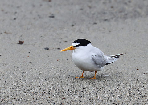 Least Tern - Sternula antillarum I thought these terns were so cute when I first spotted them on the beach. It was a rainy day and I was looking for insects on seaweed that had washed up on the beach. I saw the birds, took some photos, and went back to the seaweed.

Before long, I heard the most obnoxious bird calls that sounded like a cross between machine gun fire and a smoke alarm. I stood up and turned around to be faced with at least half a dozen furious terns. I get along with most creatures in nature, with the exception of Canada geese. Terns are now added to my list of creatures to avoid. I tried to calmly walk away, assuring them that I was harmless, but they flew after me anyway, dive bombing my head and pooping on me with terrifying accuracy. Thankfully I had a hat and hoodie on, but these mean little birds managed to poke 2 holes in my sweatshirt and pooped on me at least a dozen times. I was happy to escape with my eyeballs intact.

They were probably protecting nests and although I didn't enjoy the encounter, I can say that they did an excellent job of traumatizing me. Had I been a potential predator, they definitely would have scared me away.

*I didn't put the exact location because this species is endangered in Maine.
https://www.jungledragon.com/image/169738/least_tern_-_sternula_antillarum.html
https://www.jungledragon.com/image/169739/least_tern_-_sternula_antillarum.html
https://www.jungledragon.com/image/169740/least_tern_-_sternula_antillarum.html
https://www.jungledragon.com/image/169741/least_tern_-_sternula_antillarum.html Geotagged,Least tern,Spring,Sternula,Sternula antillarum,United States,tern